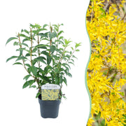 Green boutiQ – Sträucher – Forsythie intermedia 'Goldrauch' – Gelbe Blüte – 1 Pflanze – Laubabwerfend – Pflegeleicht – Topf: 17 cm, Höhe: 45 cm
