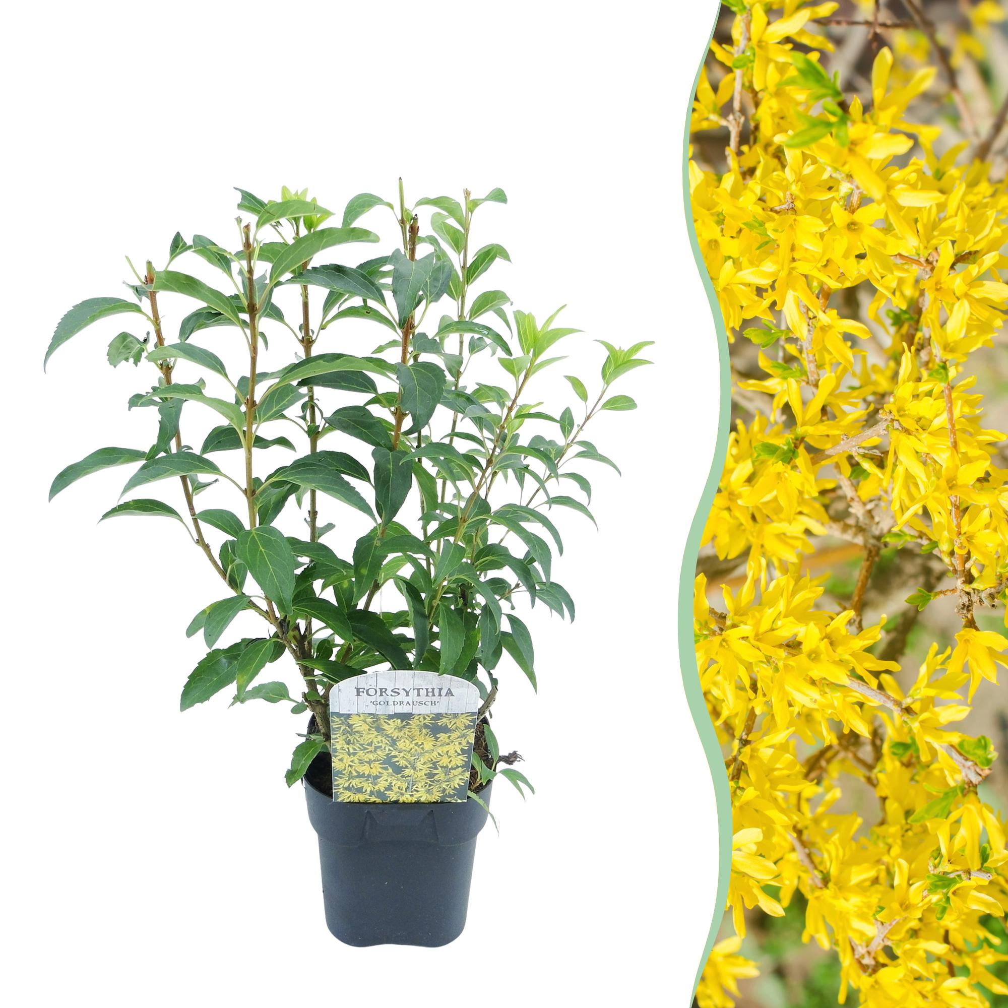 Green boutiQ – Sträucher – Forsythie intermedia 'Goldrauch' – Gelbe Blüte – 1 Pflanze – Laubabwerfend – Pflegeleicht – Topf: 17 cm, Höhe: 45 cm