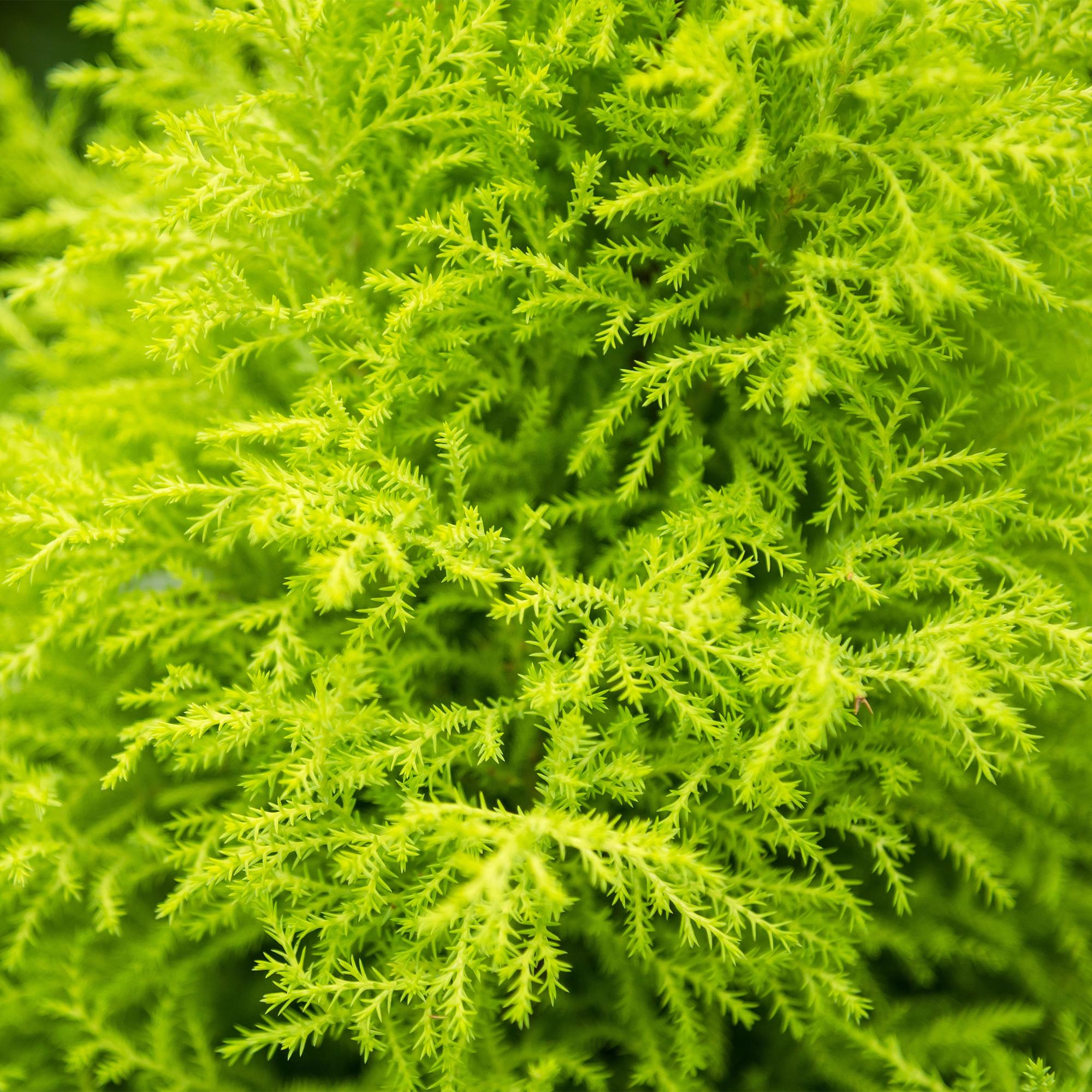 Cupressus Gold Crest Wilma - Kamer conifeer - met Potter Grijs - Pot 21cm - Hoogte 85-95cm