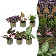 Baby Plants Surprise Box 6x - Verrassingsbox kleine planten - Diversen - Tropisch - incl. Linnea Olive - Ø6cm - ↕5-15cm