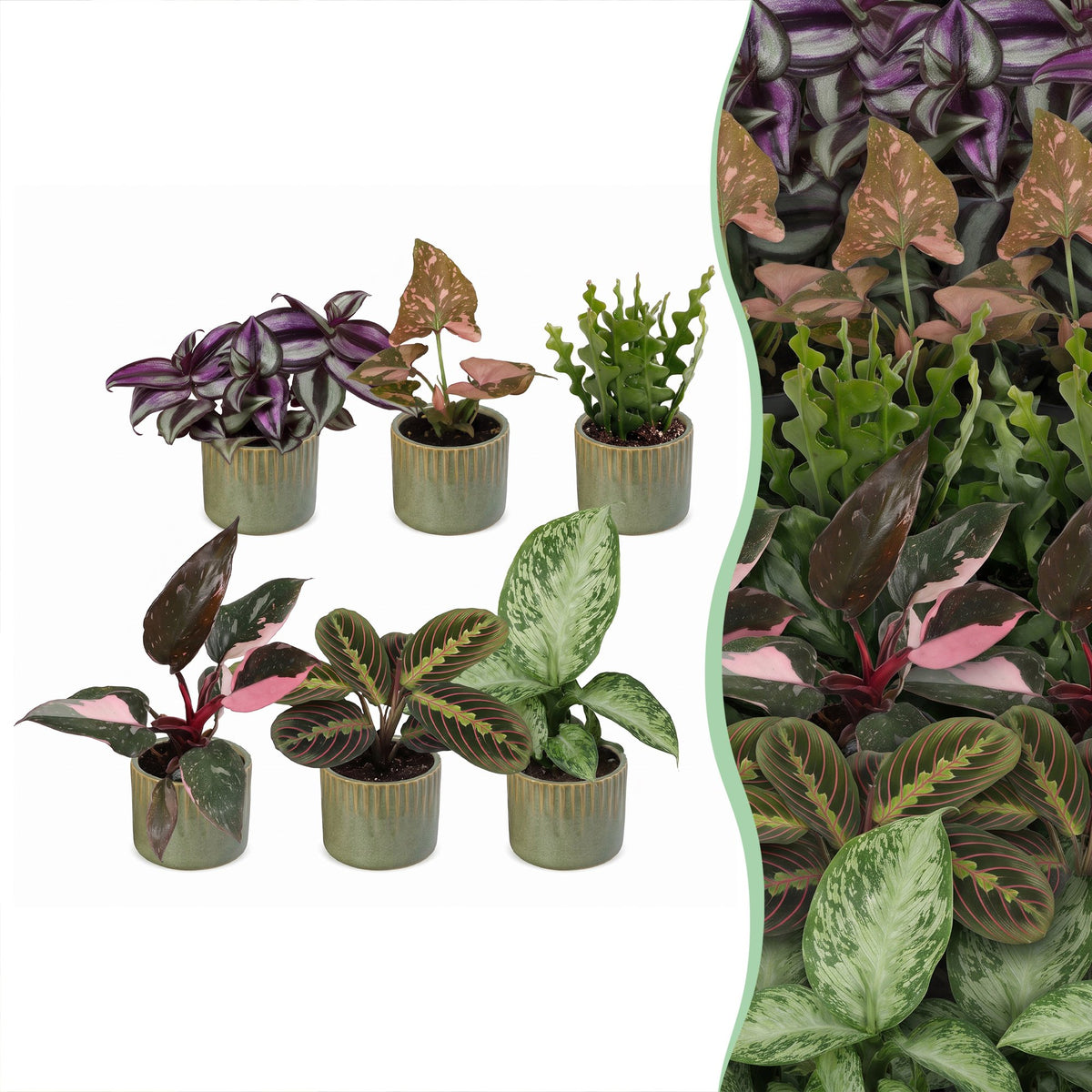 Baby Plants Surprise Box 6x - Verrassingsbox kleine planten - Diversen - Tropisch - incl. Linnea Olive - Ø6cm - ↕5-15cm
