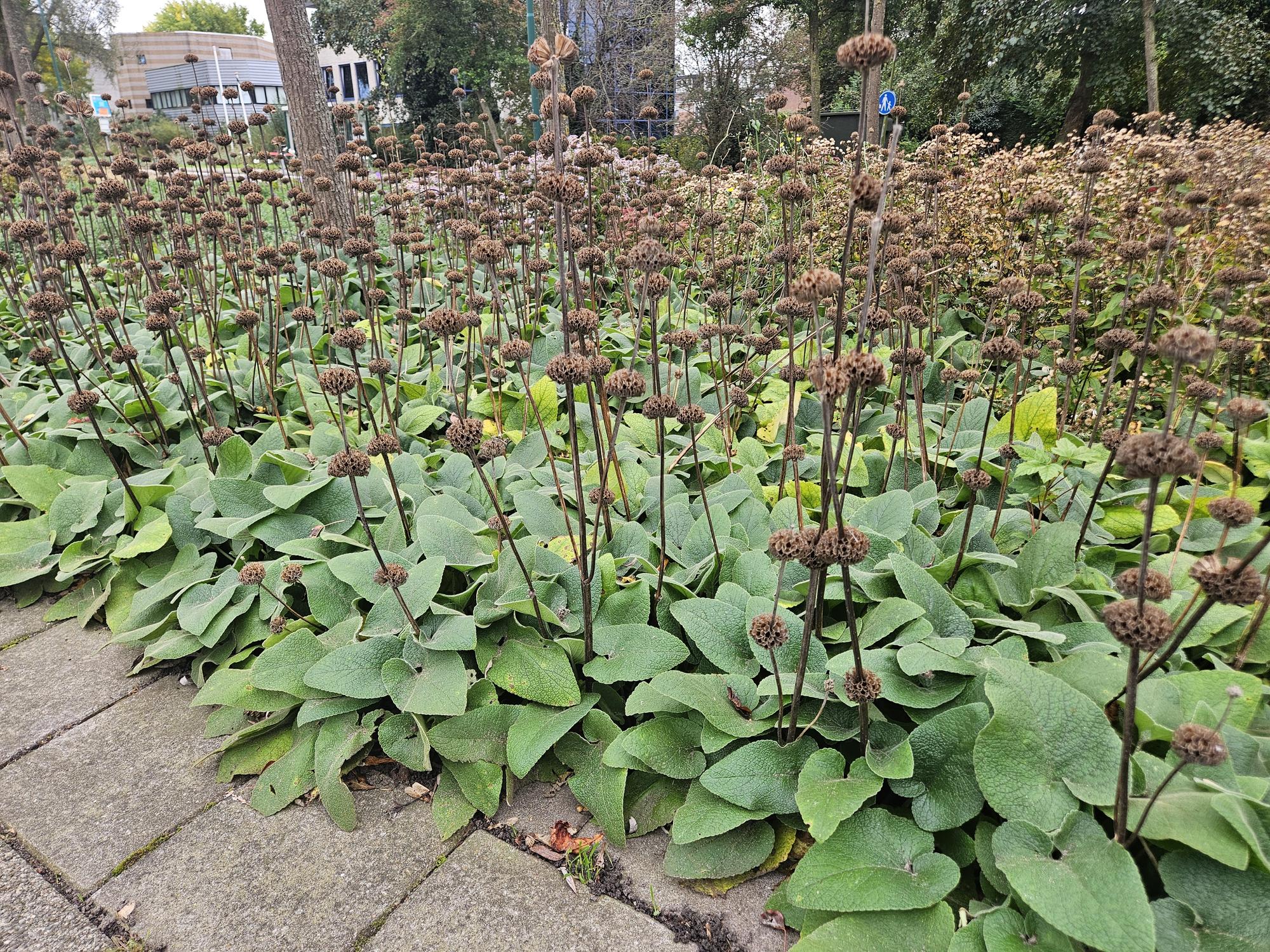 6x Phlomis russeliana - ↕10-25cm - Ø9cm