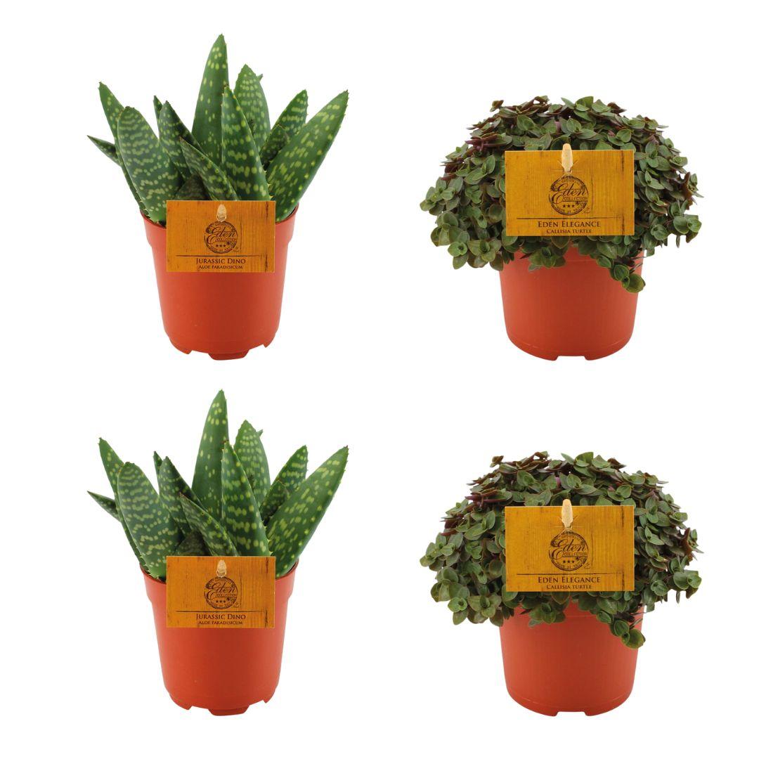 2 Aloe Paradisicum + 2 Callisia Turtle - 4 pièces - Ø10,5 cm - ↕10 cm