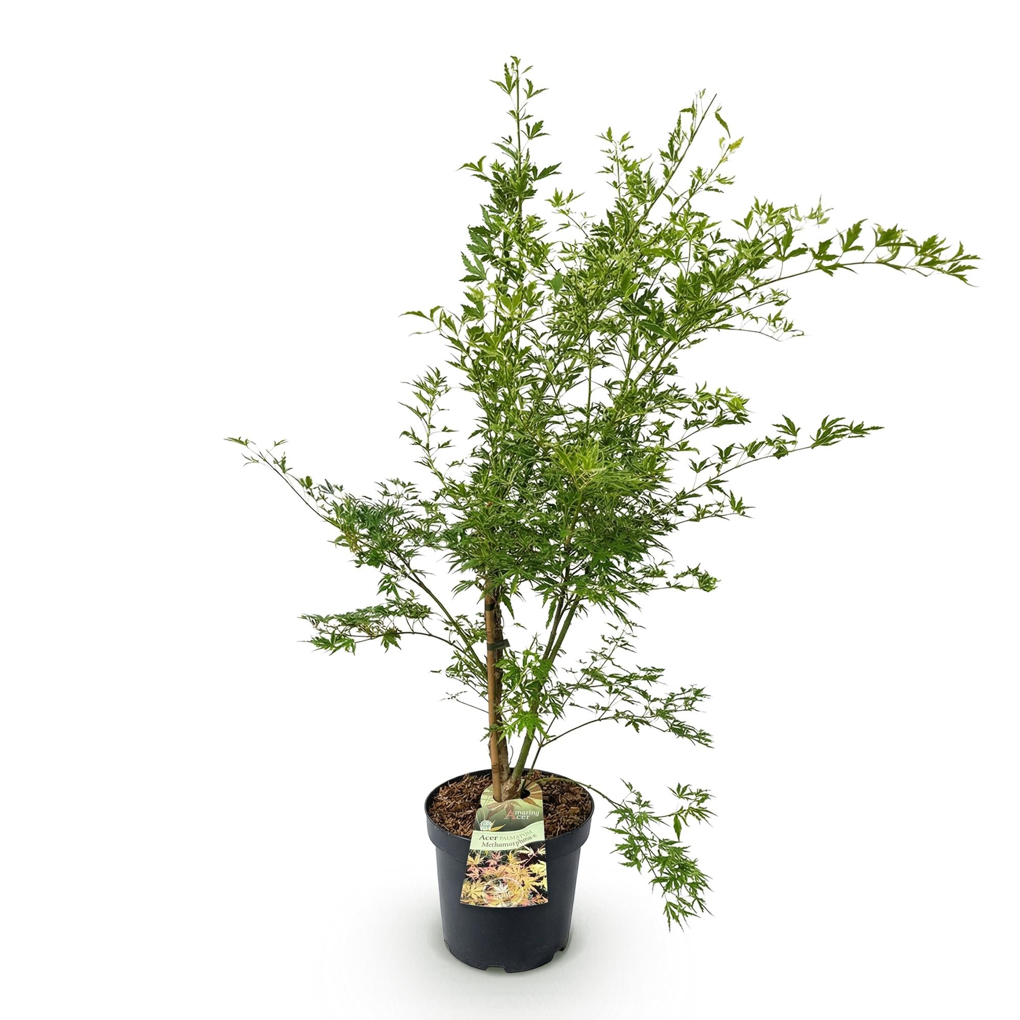 Acer palmatum Methamorphosa - Japanse Esdoorn - Bladverliezend - Groen - Oranje - 1 - Pot 26cm - Hoogte 90cm