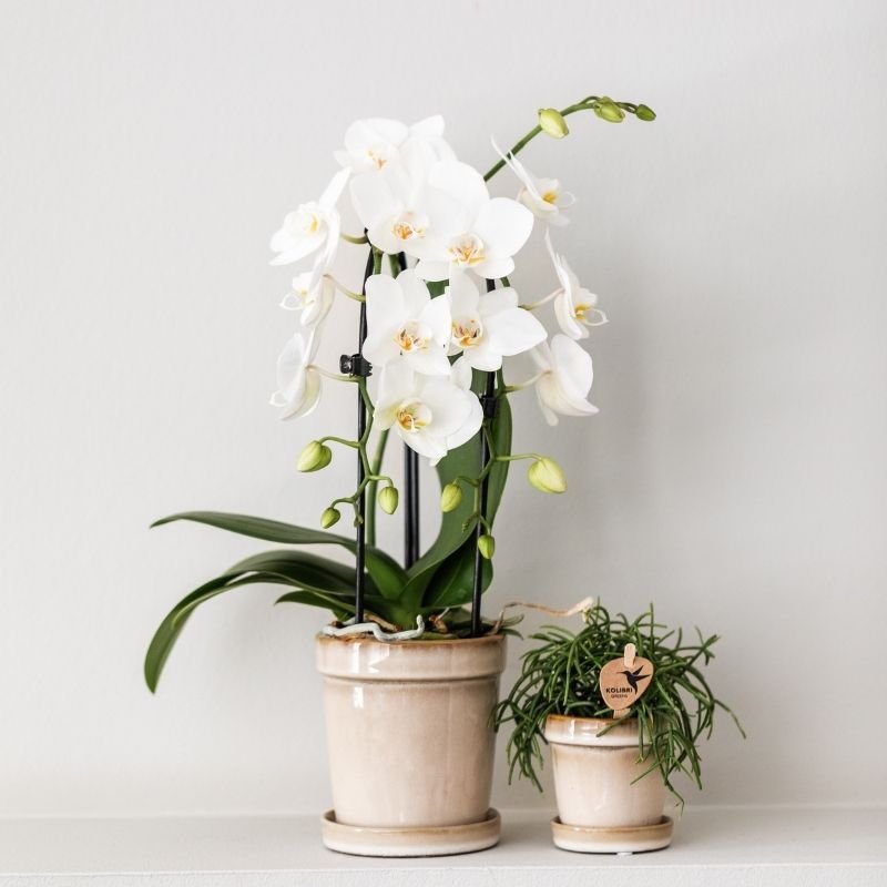 Kolibri Orchids | Witte Phalaenopsis orchidee - Niagara Fall White - Ø9cm