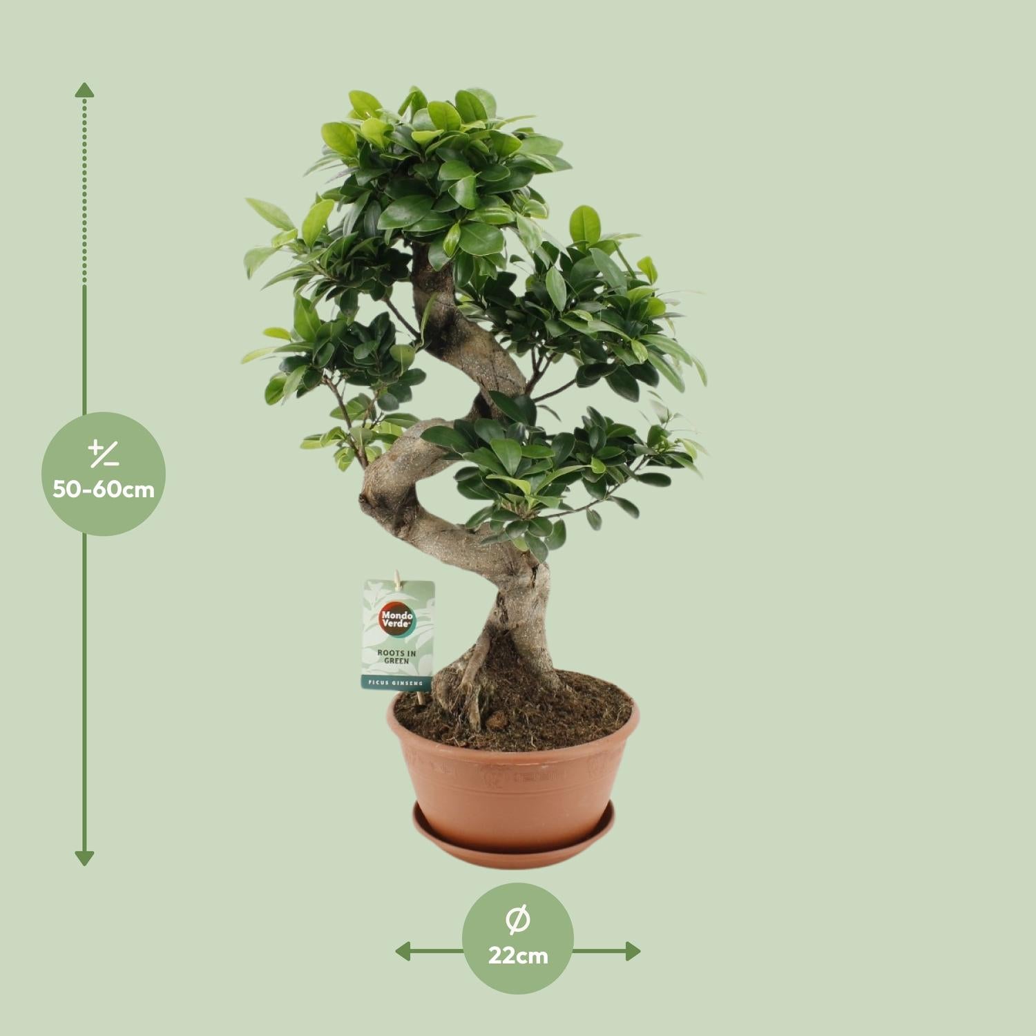 Ficus Ginseng - Ø22 cm - ↕60 cm