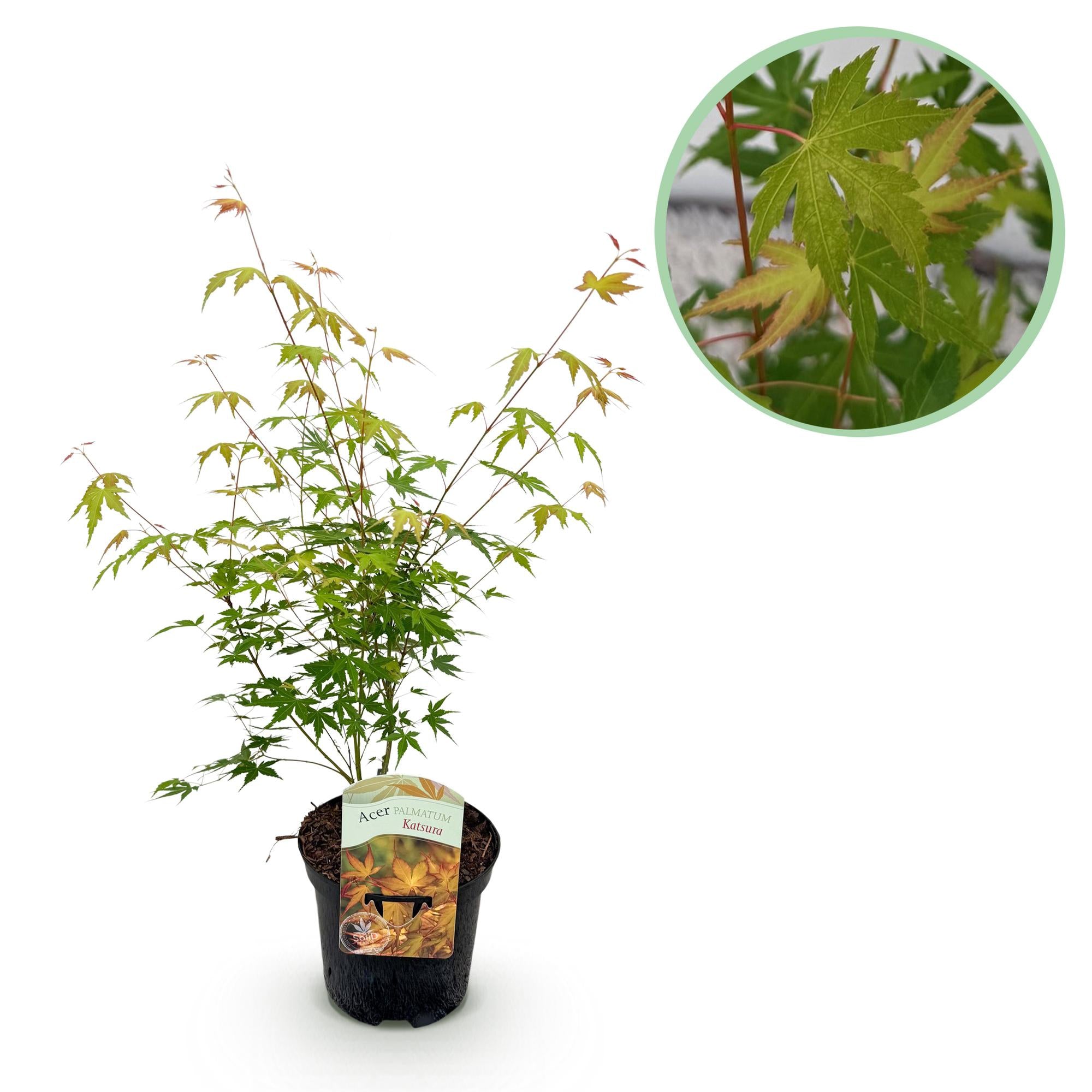 Green boutiQ – Terrassenpflanze – Japanischer Ahorn (Acer palmatum Katsura) – Orange – 1 Pflanze – Laubabwerfend – Topf: 19 cm, Höhe: 70 cm