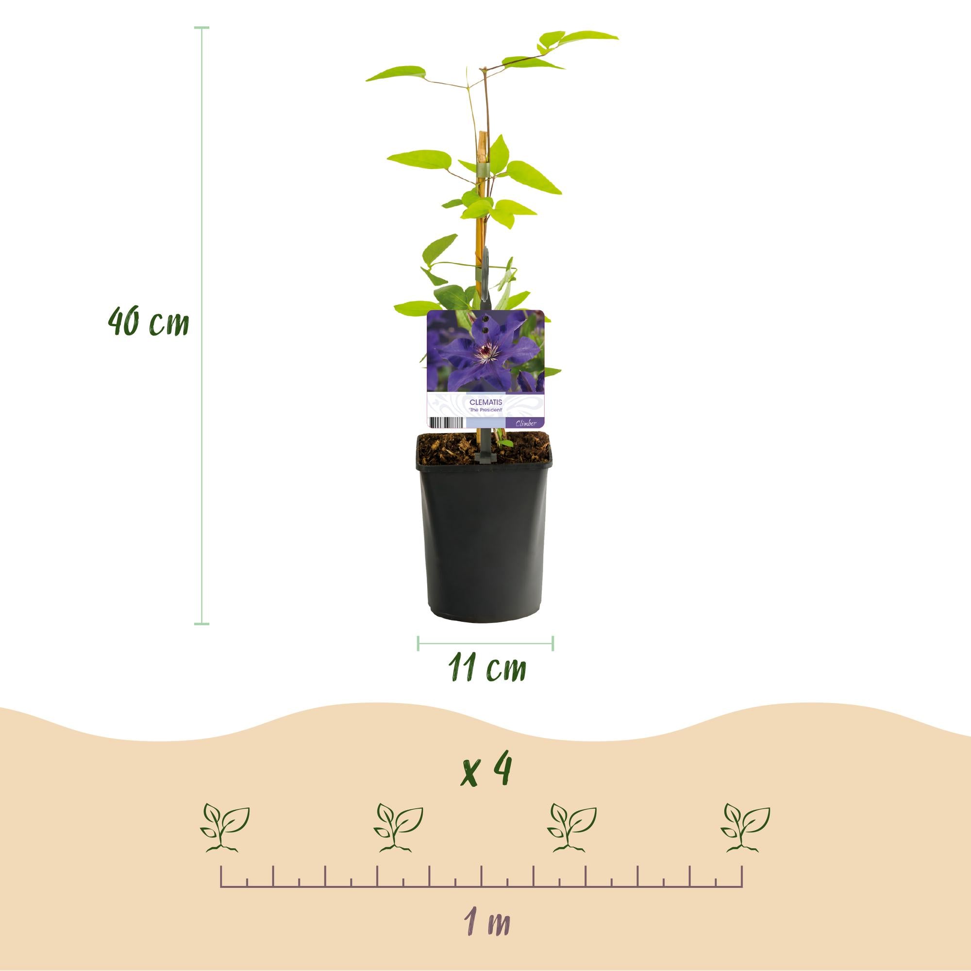 Green boutiQ – Kletterpflanze – Clematis 'The President' – Blüte: Rosa – Pflegeleicht – 2 Pflanzen – Topf: 11 cm, Höhe: 40 cm