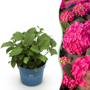 Hydrangea Endles Summer Summer Love Red - Hortensia - Winterhard - Rood - 1 Plant - Pot 14cm - Hoogte 20-25cm