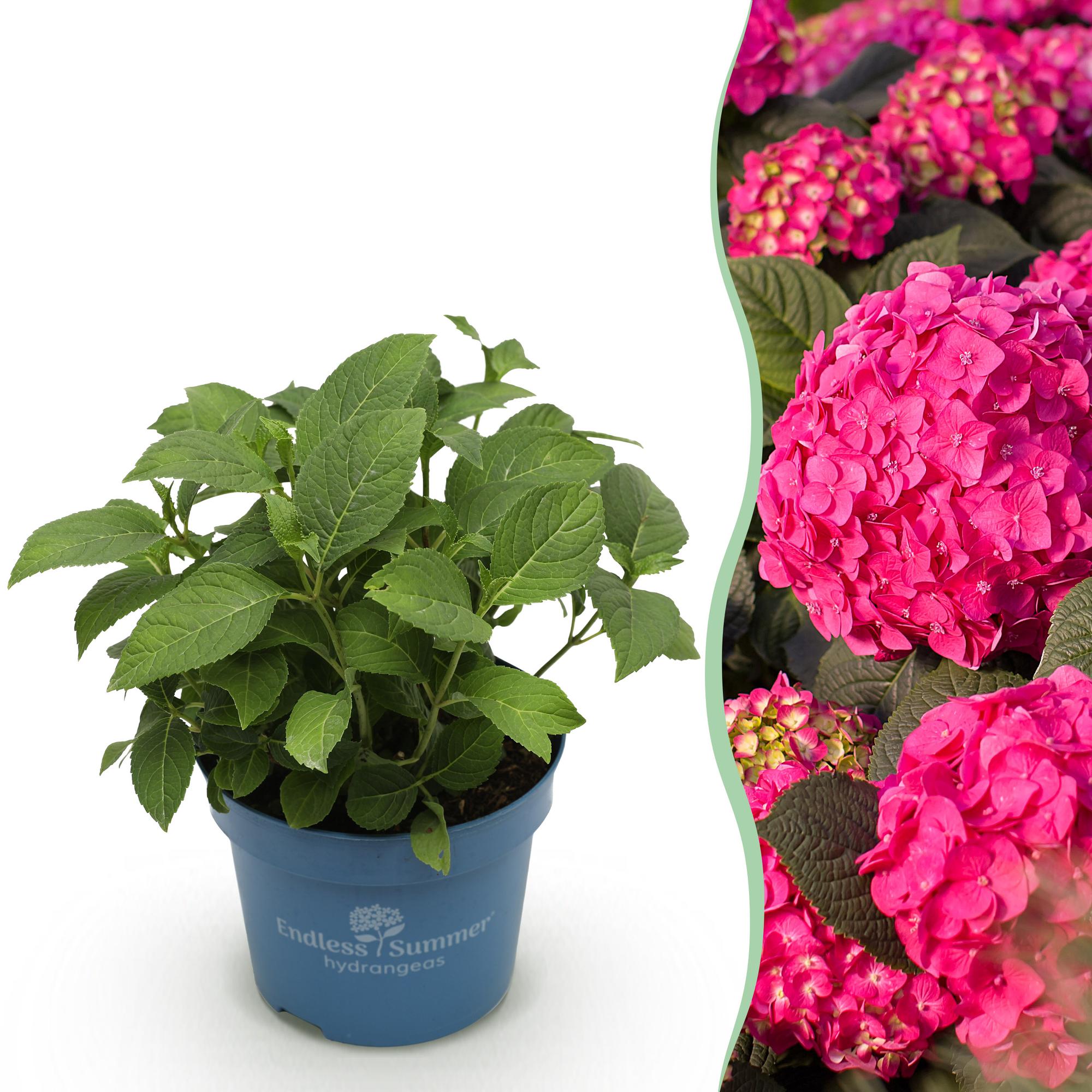 Hydrangea Endles Summer Summer Love Red - Hortensia - Winterhard - Rood - 1 Plant - Pot 14cm - Hoogte 20-25cm