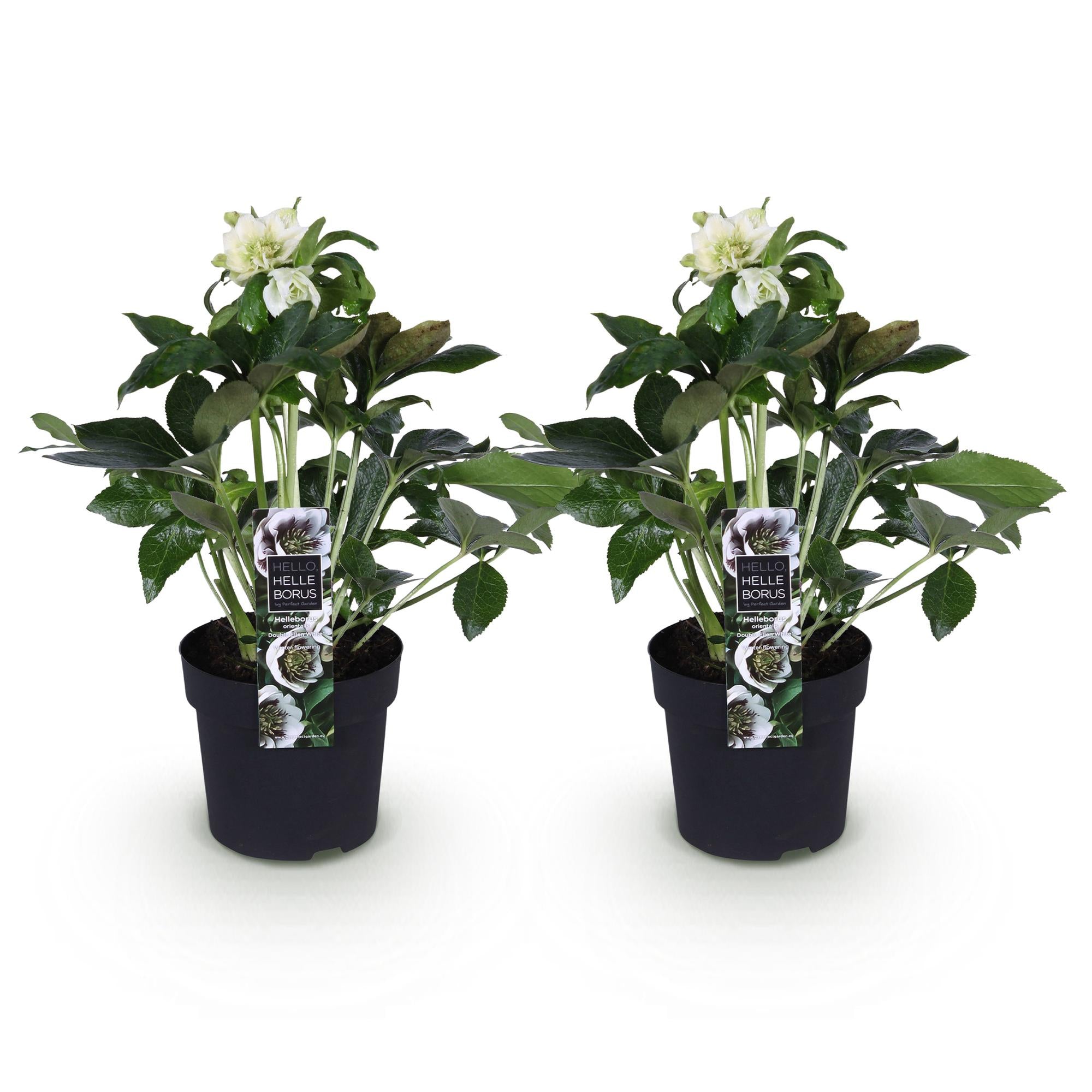 Lenten Rose - Helleborus orientalis Double Ellen White - Witte Bloem -2 Planten - Groenblijvend - Pot 14cm Hoogte 35cm