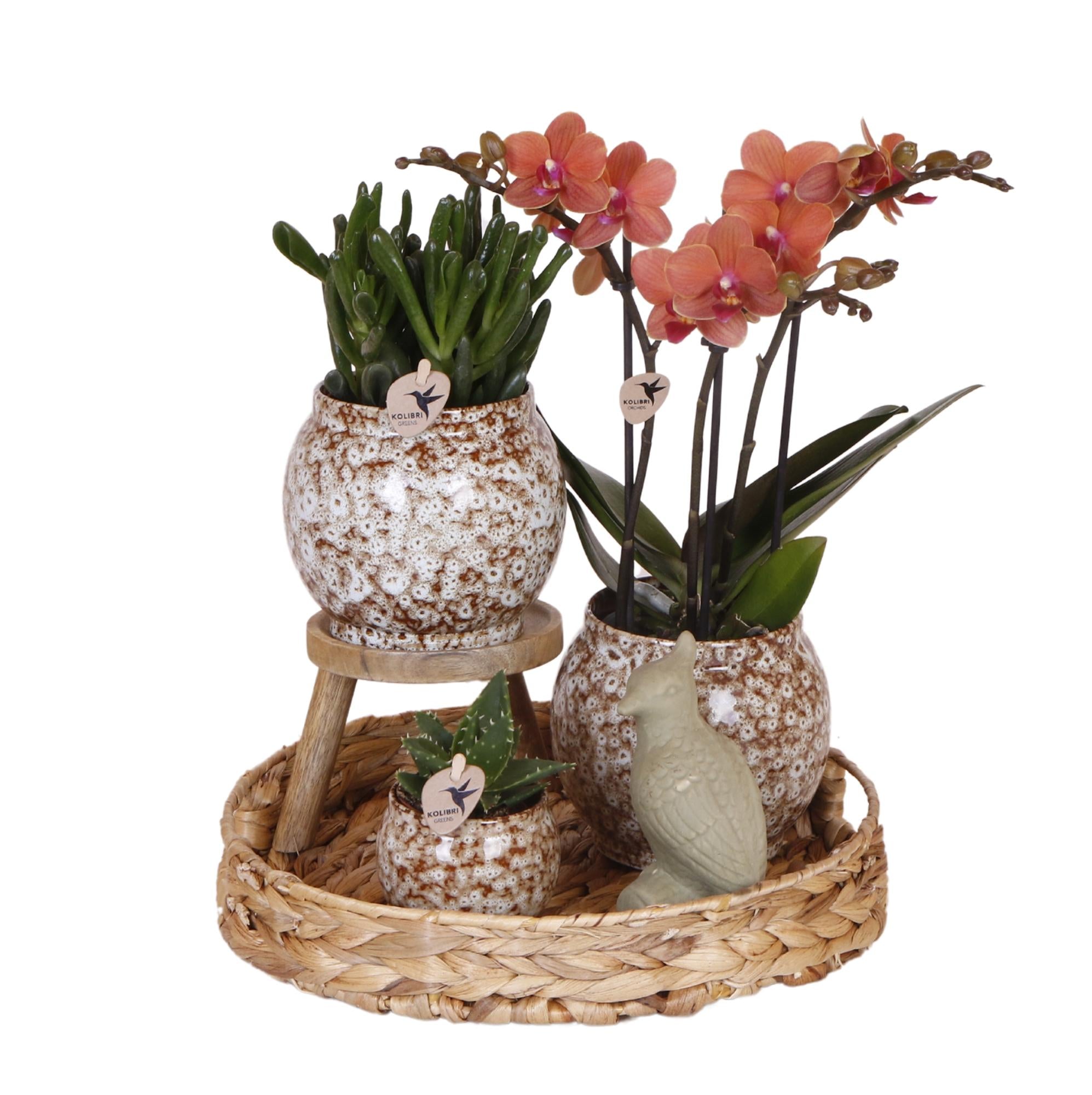 Kolibri Company | Coffret cadeau Nature Sauvage | Ensemble de plantes comprenant une orchidée Phalaenopsis rouge et des succulentes, avec pots décoratifs en céramique