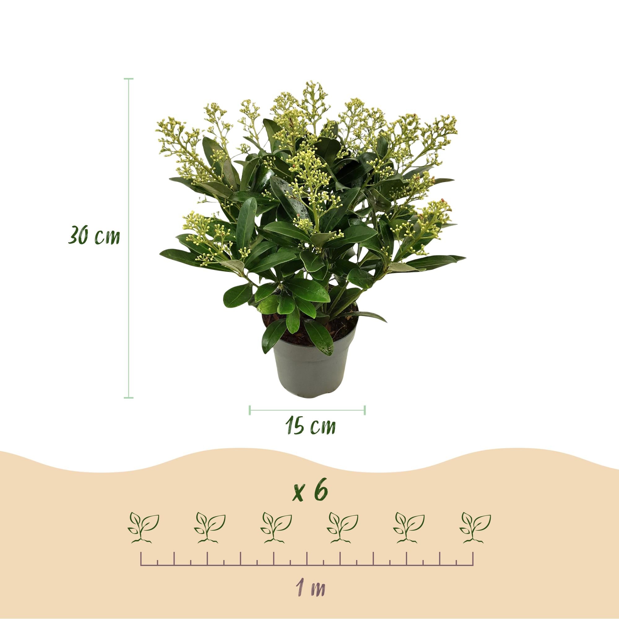 Skimmia japonica Finchy - Bloem Wit - 15+ Bloemen - 2 Planten - Winterhard - Pot 15cm Hoogte 30cm