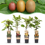 Actinidia Weiki & Hayward, Ken's Red, Golden Kiwi - Kiwiplant - 1 Mannelijke - 3 Vrouwelijke - Planten - Groen-Rood-Geel - Pot 15cm - Hoogte 50cm