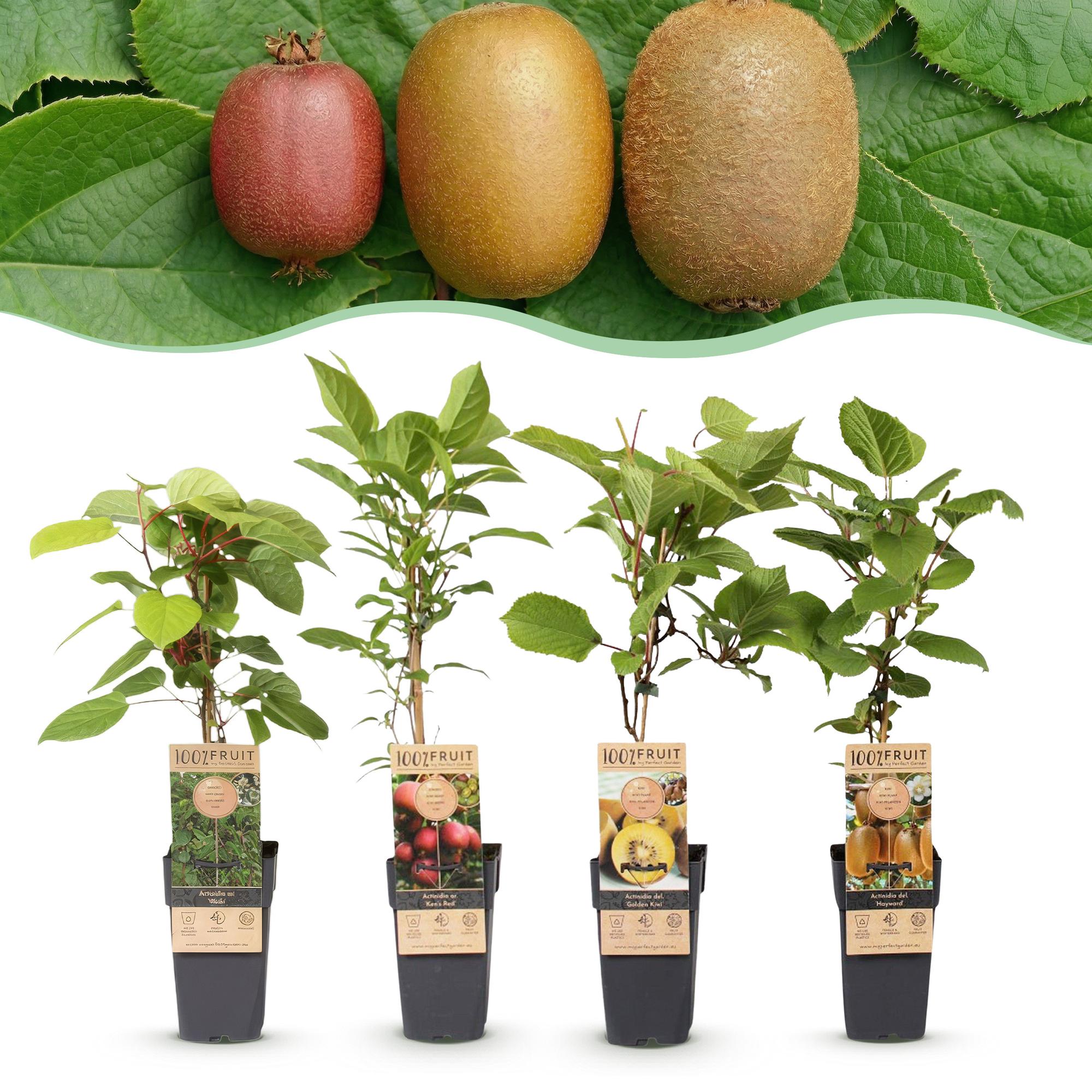 Actinidia Weiki & Hayward, Ken's Red, Golden Kiwi - Kiwiplant - 1 Mannelijke - 3 Vrouwelijke - Planten - Groen-Rood-Geel - Pot 15cm - Hoogte 50cm