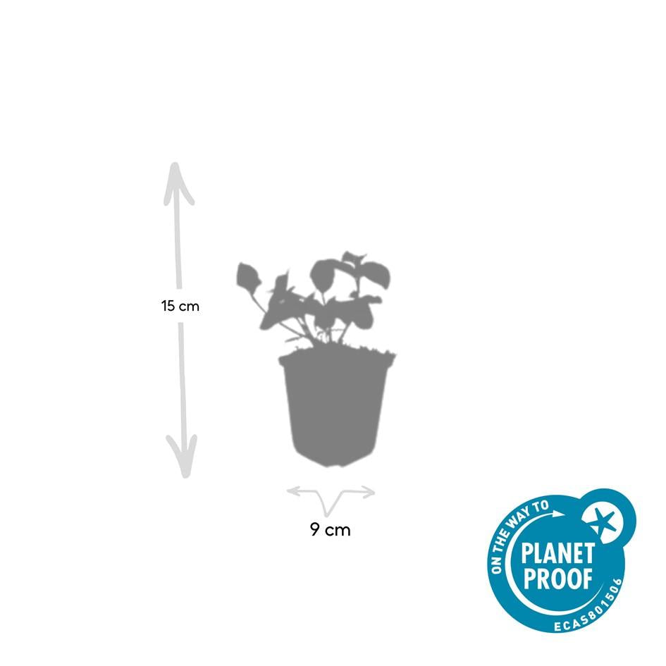48x Euonymus fort. 'Dart's Blanket' - ↕10-25cm - Ø9cm