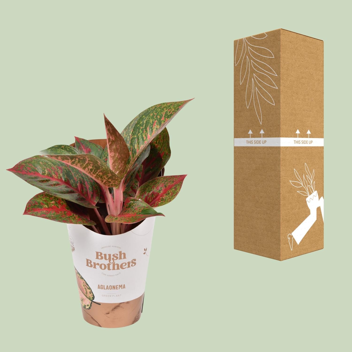 Aglaonema Dark Star - Ø12cm - ↕35cm