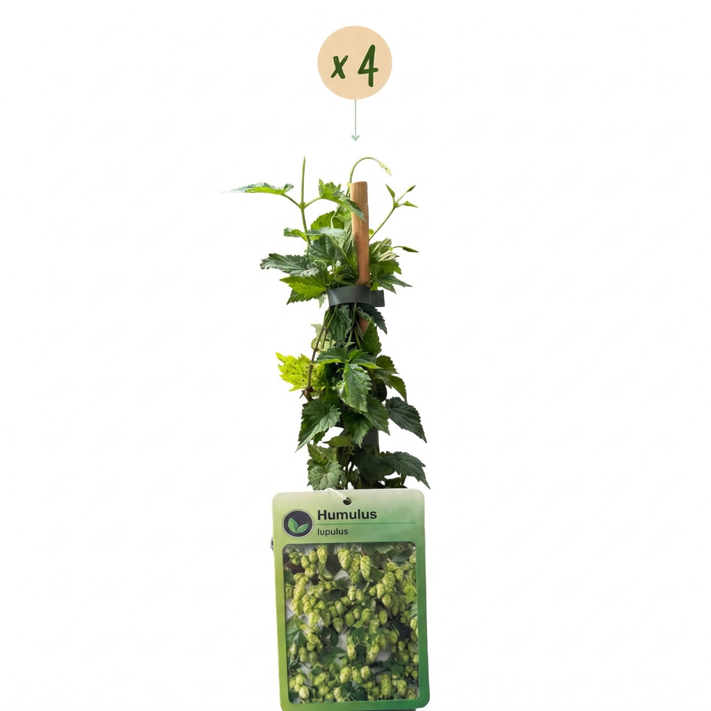 Humulus lup. Nordbrau - Noordbrouwhop 4x - Groen - Klimplant - Ø9cm - ↕35cm