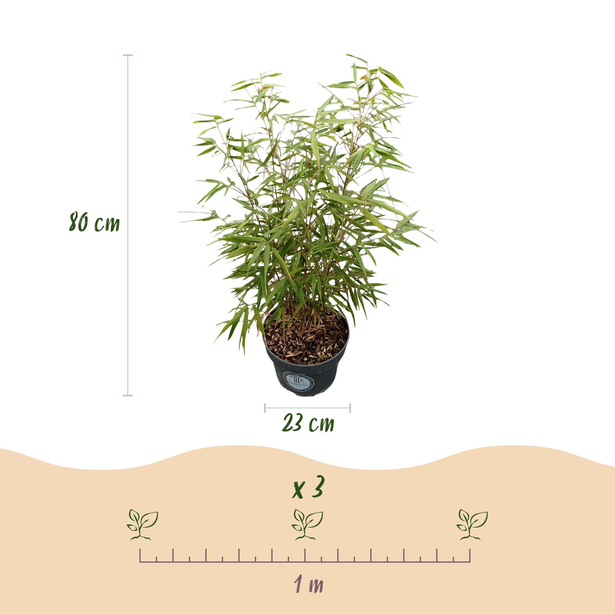 Fargesia scabrida Asian Wonder - Niet Woekerende Bamboe - Bladhoudend - Groen - 2 Planten - Pot 23 cm - Hoogte 80 cm