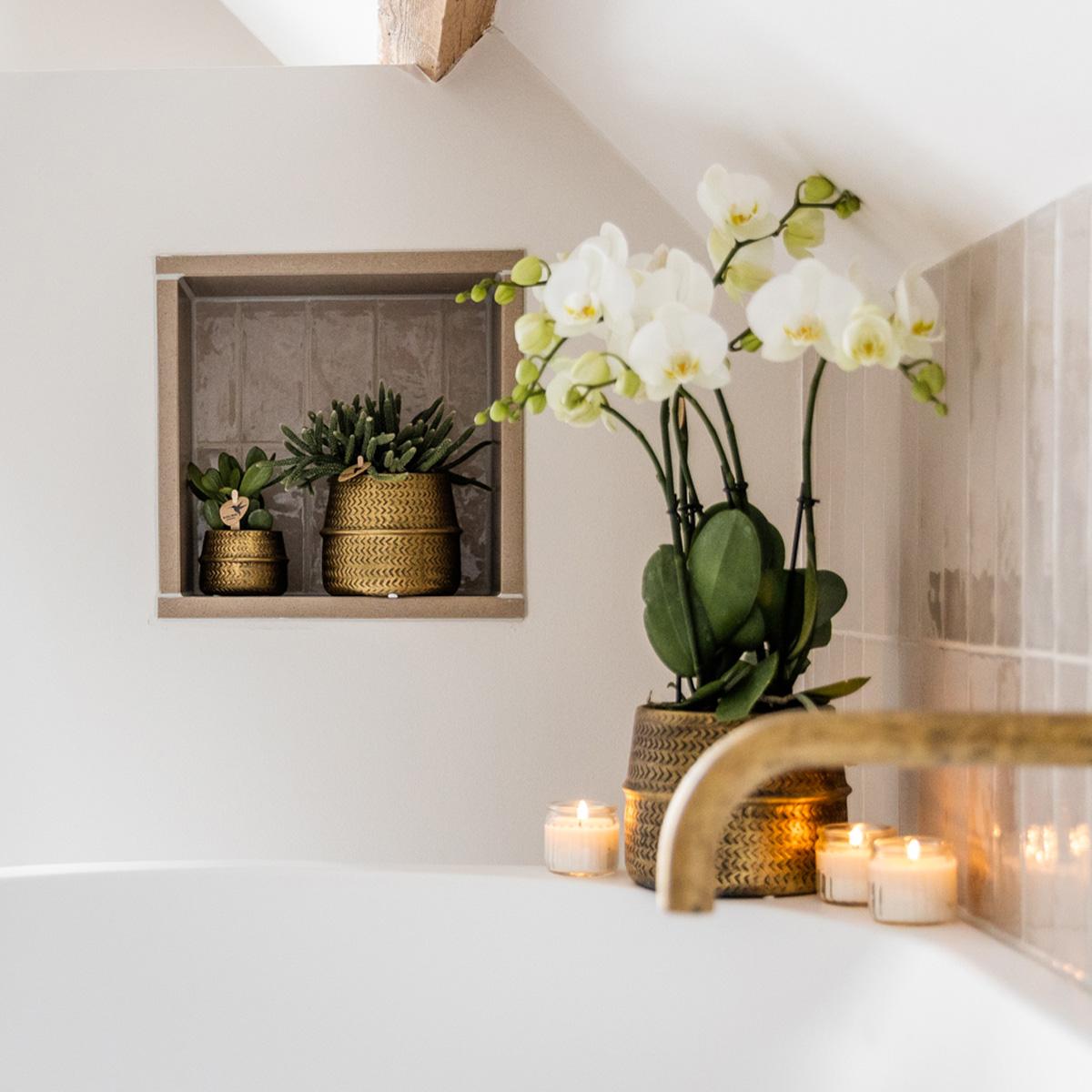 Orchidée Kolibri | Phalaenopsis Jewel Ghent blanche en pot décoratif Groove doré - diamètre du pot : 12 cm