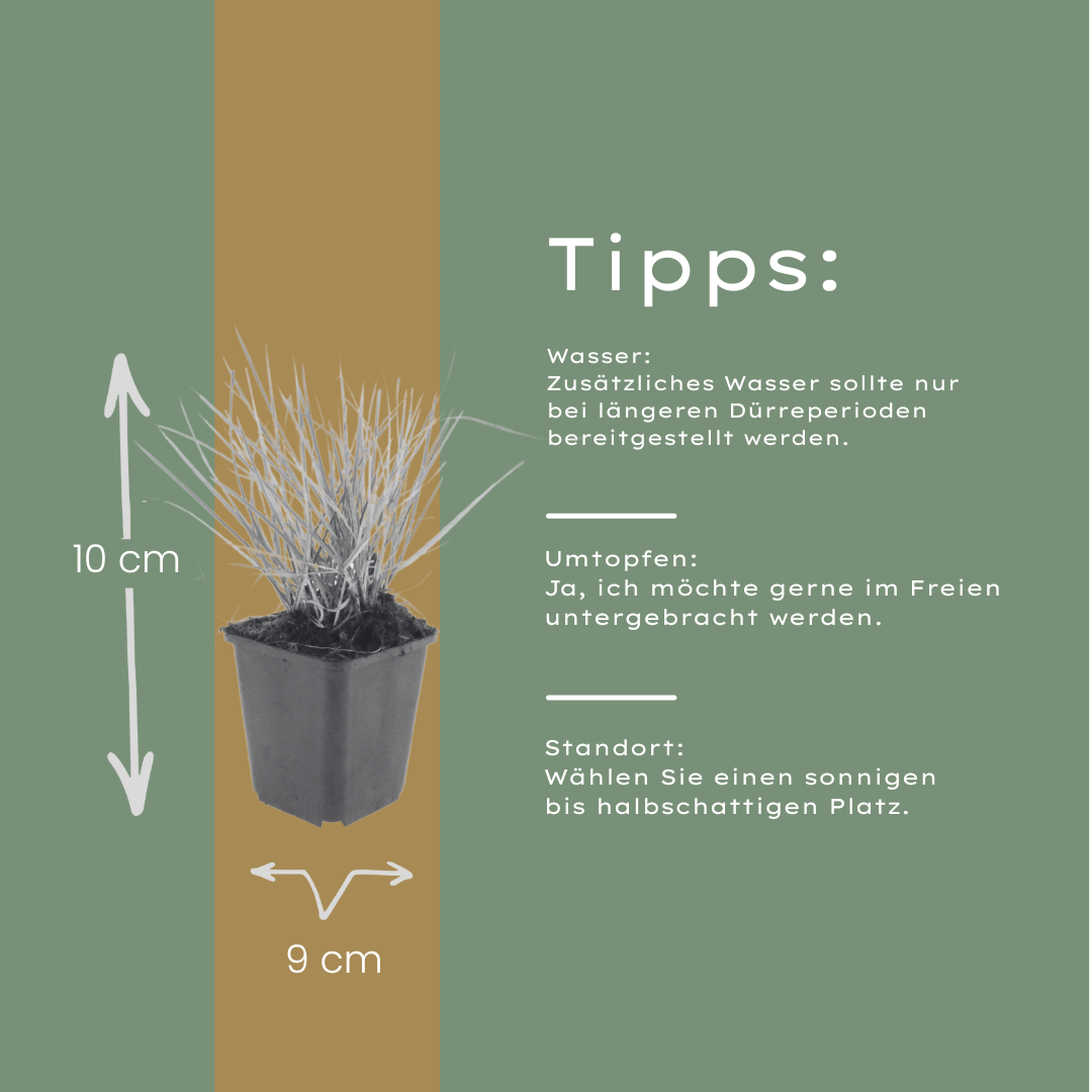 12x Sesleria autumnalis - ↕10-25cm - Ø9cm