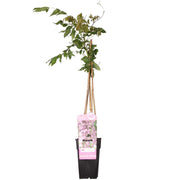 Glicínia floribunda 'Rosea' - Glicínia rosa - Ø15cm - ↕65cm