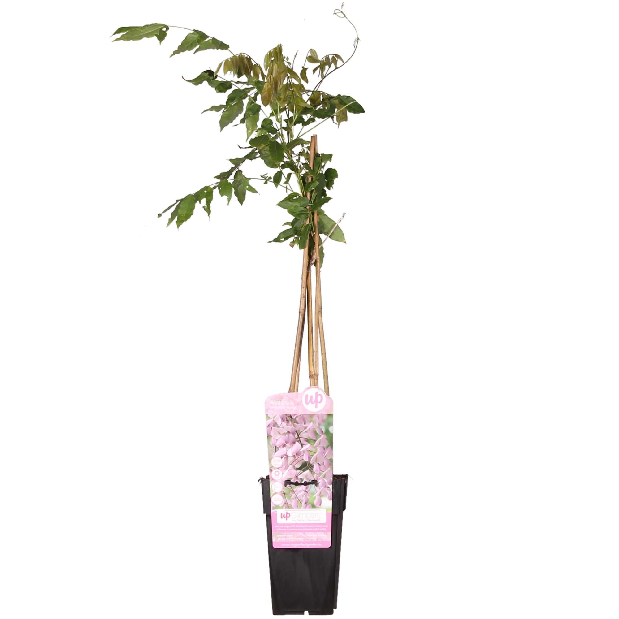 Glycine floribunda 'Rosea' - Pluie rose - Ø15cm - ↕65cm