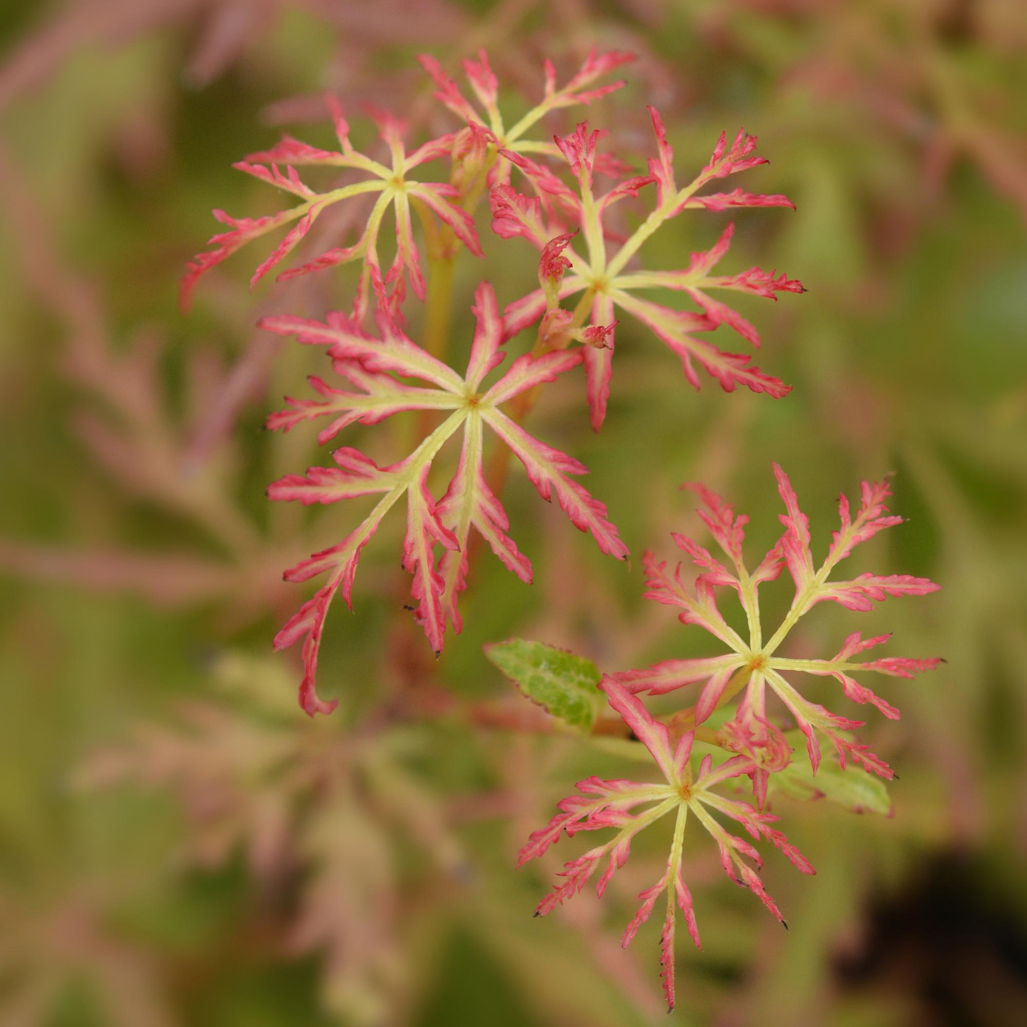 Acer palmatum Seiryu - Groen 3 Planten - Bladverliezend - Weinig Onderhoud  - Pot 12cm Hoogte 35cm
