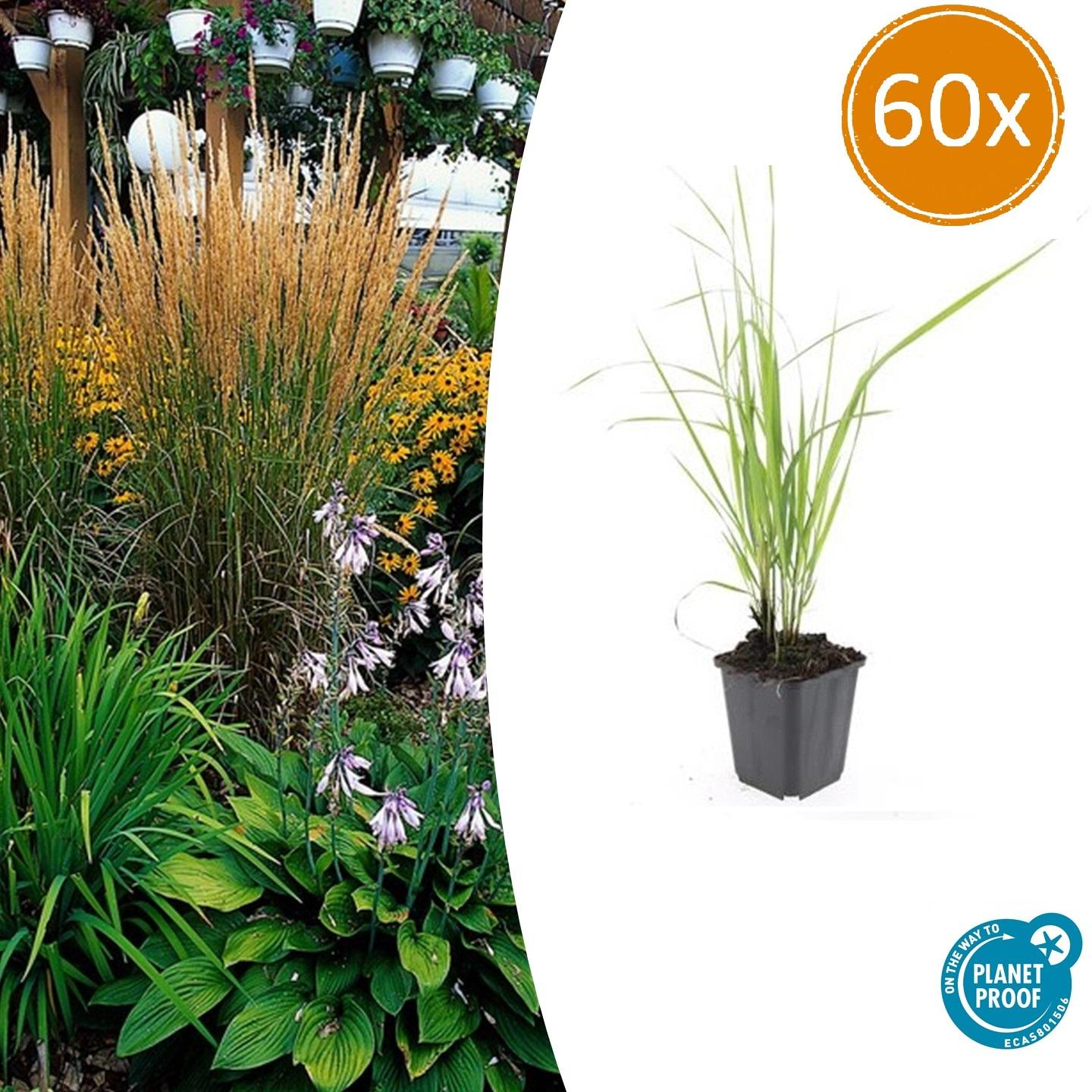 60x Calamagrostis acute. 'Karl Foerster' - ↕10-25cm - Ø9cm