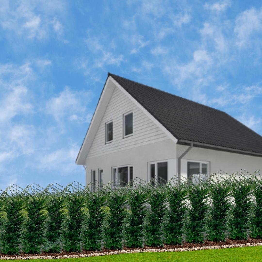 Große Eiben für eine 10 Meter hohe Hecke | - 12L - 20 x | ↨ 100-125 cm