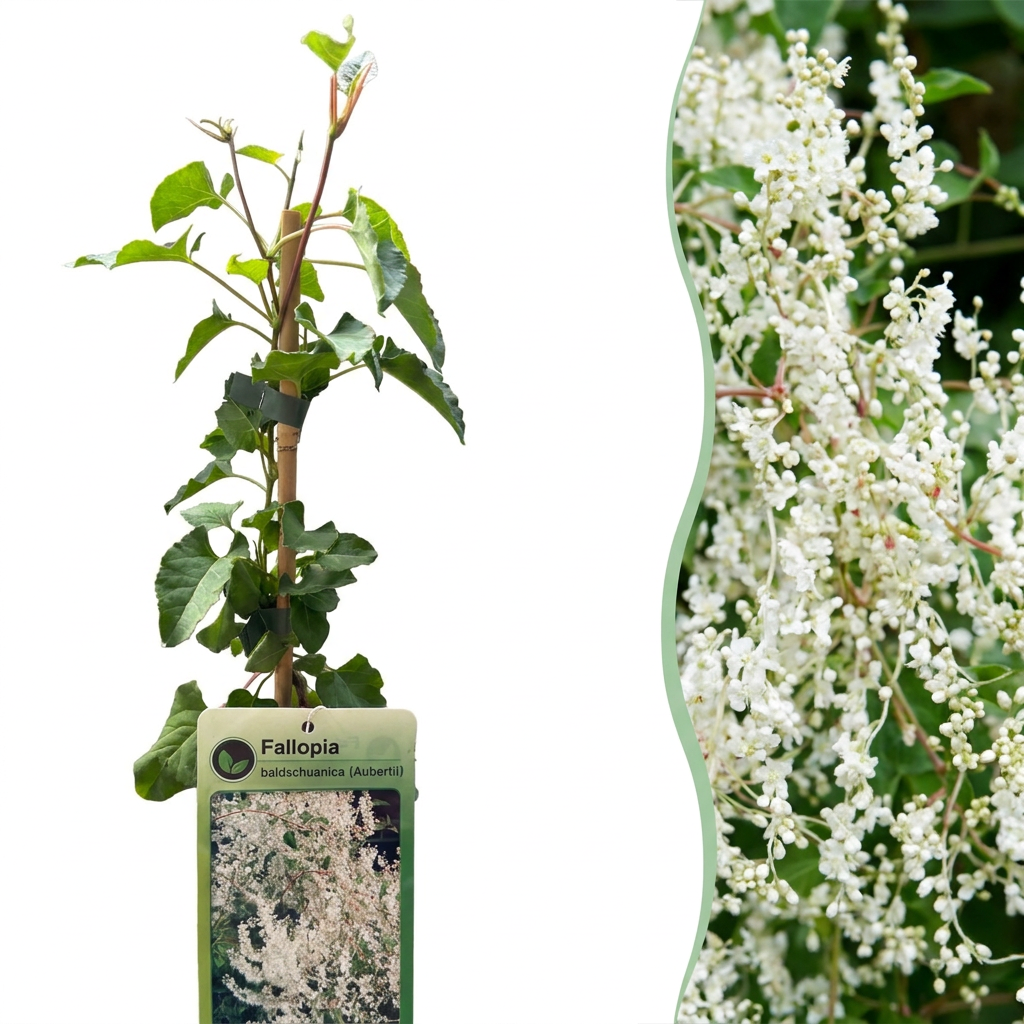 Fallopia aubertii - Bruidssluierplant 4x - Wit - Klimplant - Ø9cm - ↕35cm