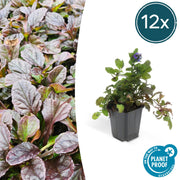 12x reptan Ajuga - ↕10-25 cm - Ø9 cm