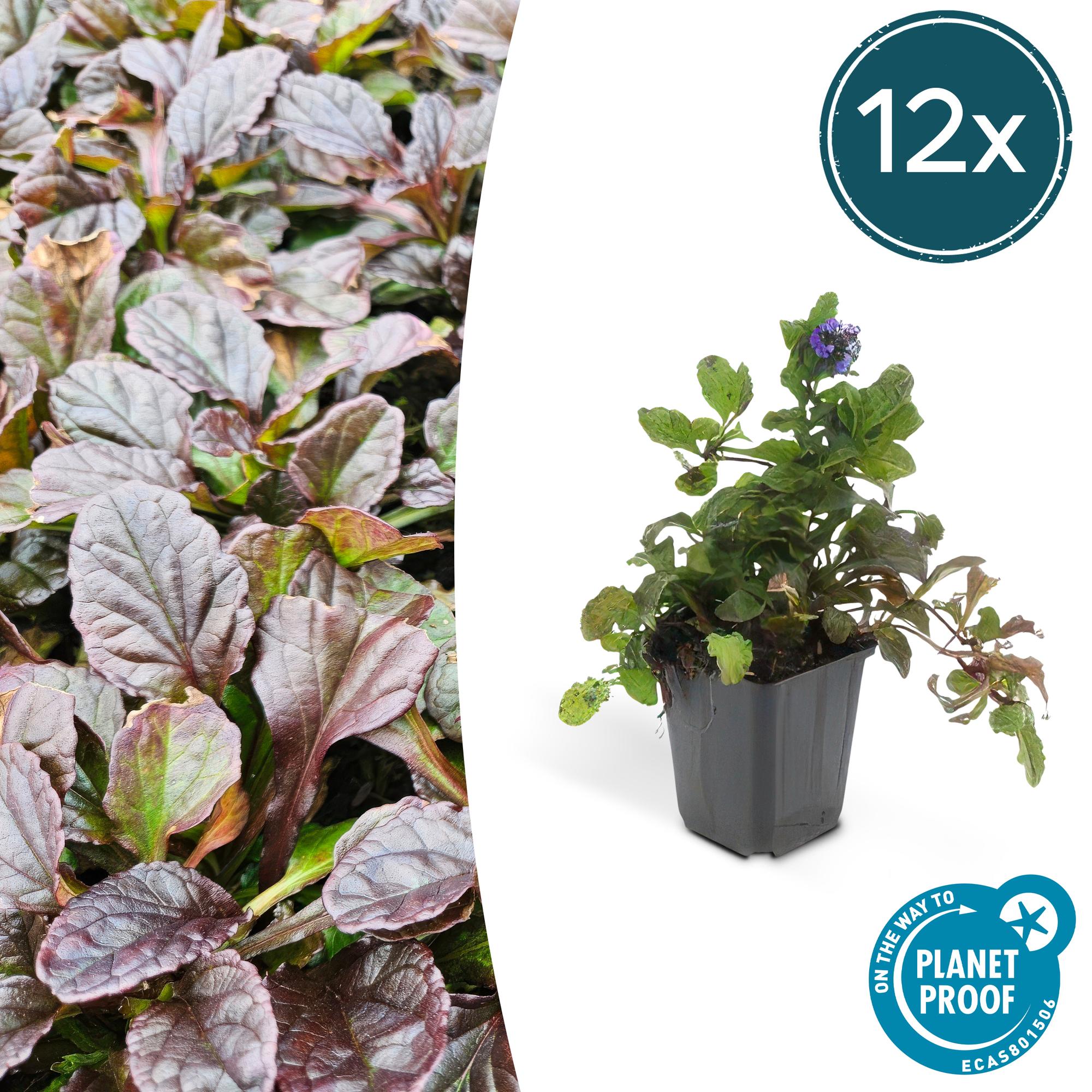 12x reptan Ajuga - ↕10-25 cm - Ø9 cm