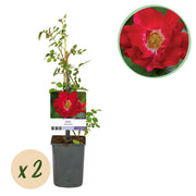 Green boutiQ – Kletterrose – Rosa Red Queen – Rote Blüte – Pflegeleicht – 2 Pflanzen – Topf 11 cm, Höhe 40 cm