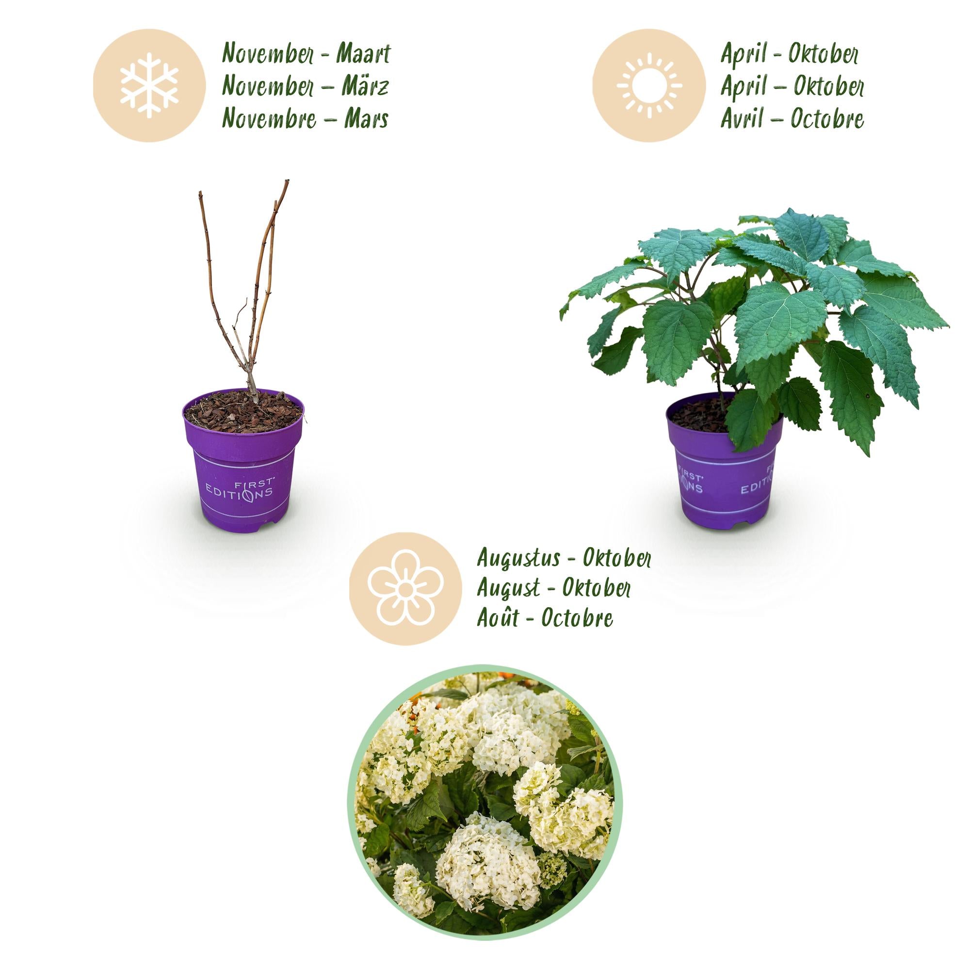 Hydrangea arborescens FlowerWOW - Hortensia - Winterhard - Wit - 1 Plant - Pot 14cm - Hoogte Hoogte 20-30cm