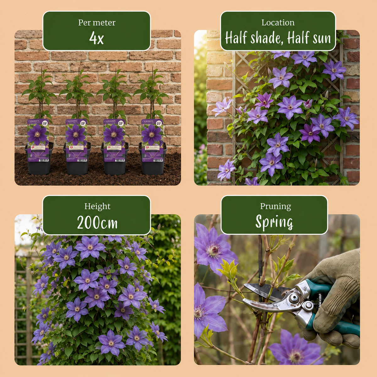 Clematis Justa - Bosrank 4x - Licht Blauw - Klimplant - Ø9cm - ↕35cm