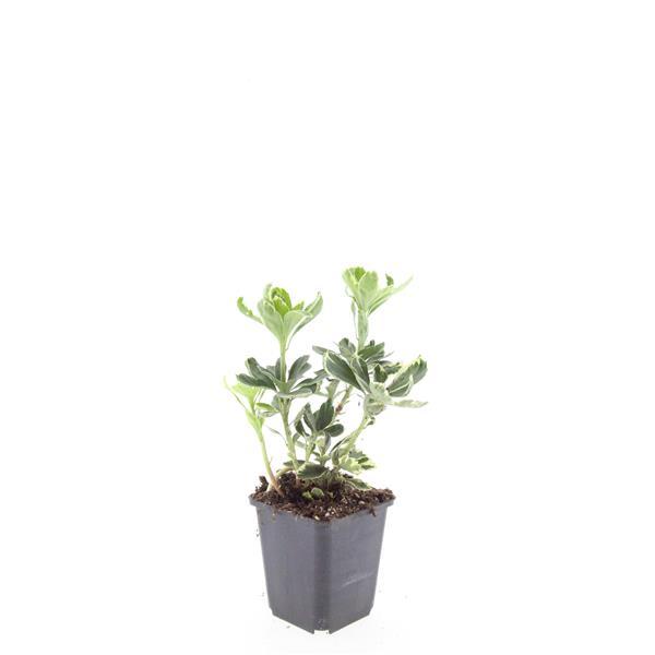24x terme Pachysandra. 'Variegata' - ↕10-25cm - Ø9cm