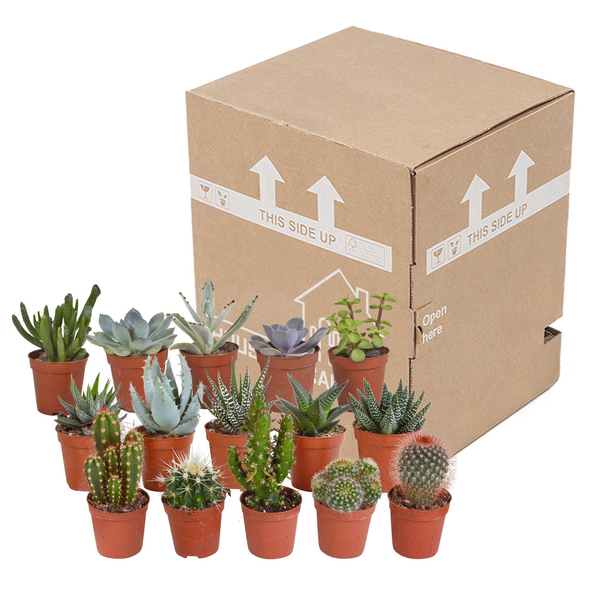 Cactus and succulent mix 5.5 cm | 15 pieces - without pot