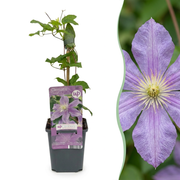 Clematis Justa - Bosrank 4x - Licht Blauw - Klimplant - Ø9cm - ↕35cm