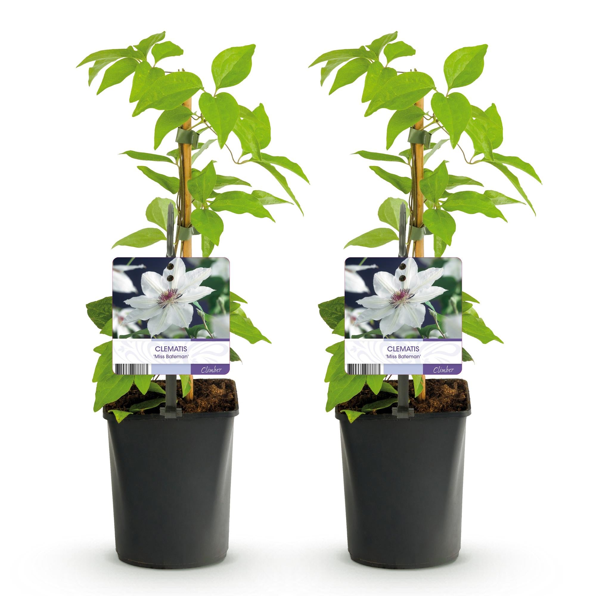 Clematis Miss bateman - Bloem Wit - Weinig onderhoud -2 planten -  Pot 11cm Hoogte 40cm
