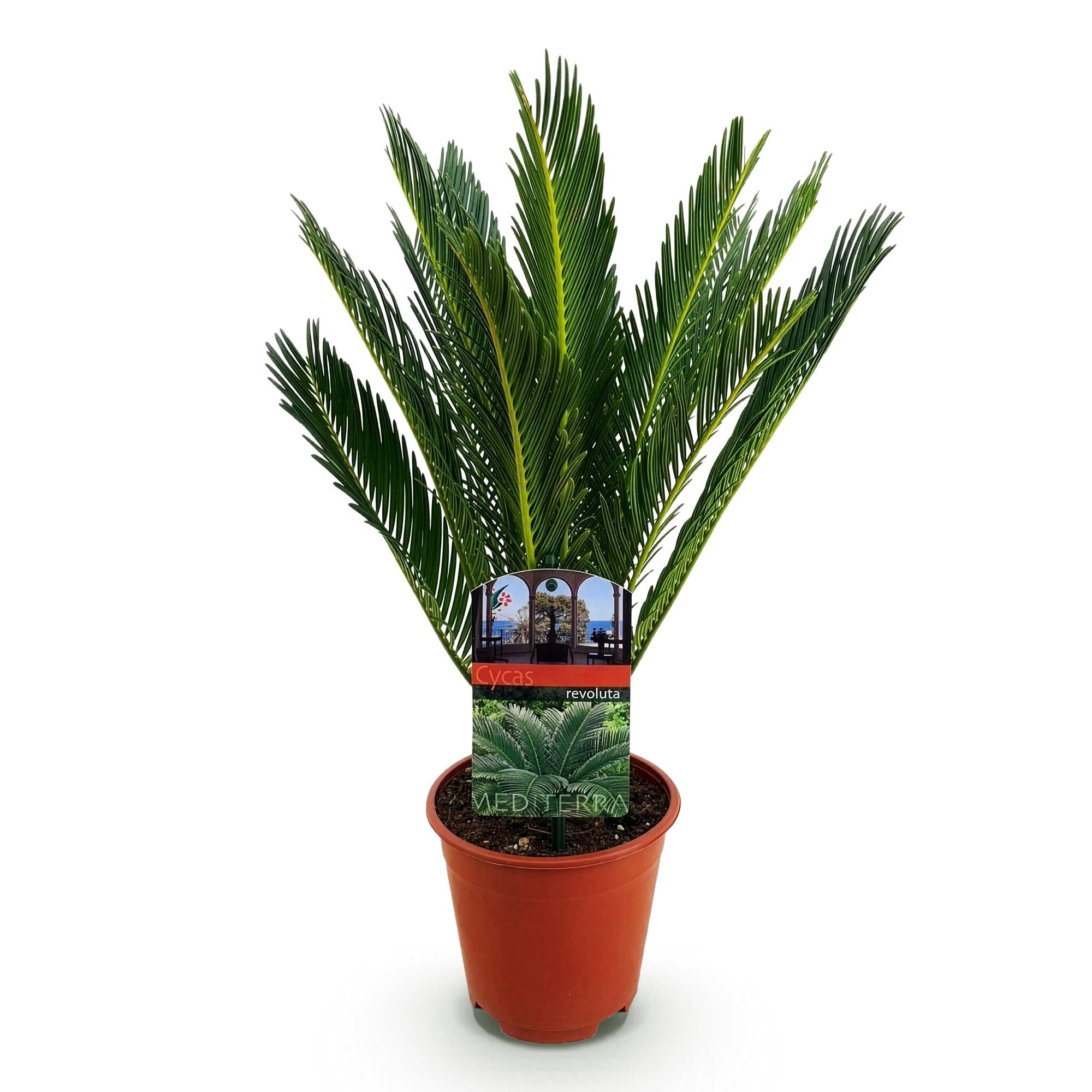 Cycas revoluta - Palmvaren - Weinig onderhoud - Groen - 1 - Pot 14cm - Hoogte 45cm