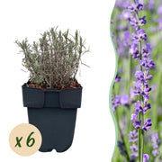 Lavandula angustifolia Hidcote -  blad grijs - 6 planten - 1 strekkende meter - groenblijvend - pot 17cm hoogte 30cm
