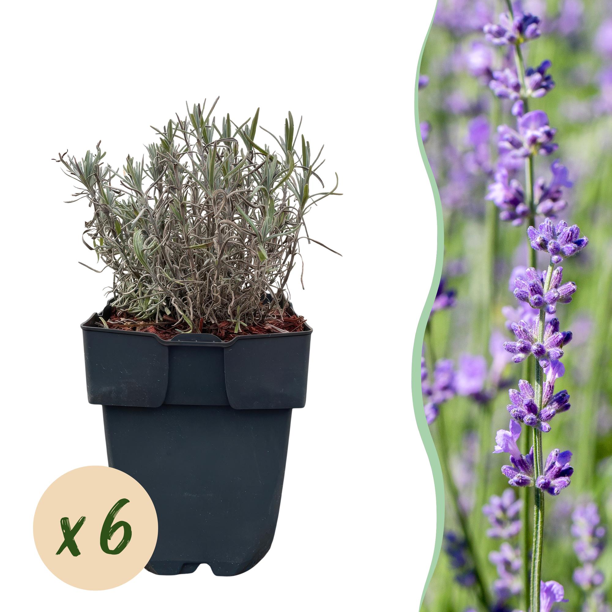 Lavandula angustifolia Hidcote -  blad grijs - 6 planten - 1 strekkende meter - groenblijvend - pot 17cm hoogte 30cm