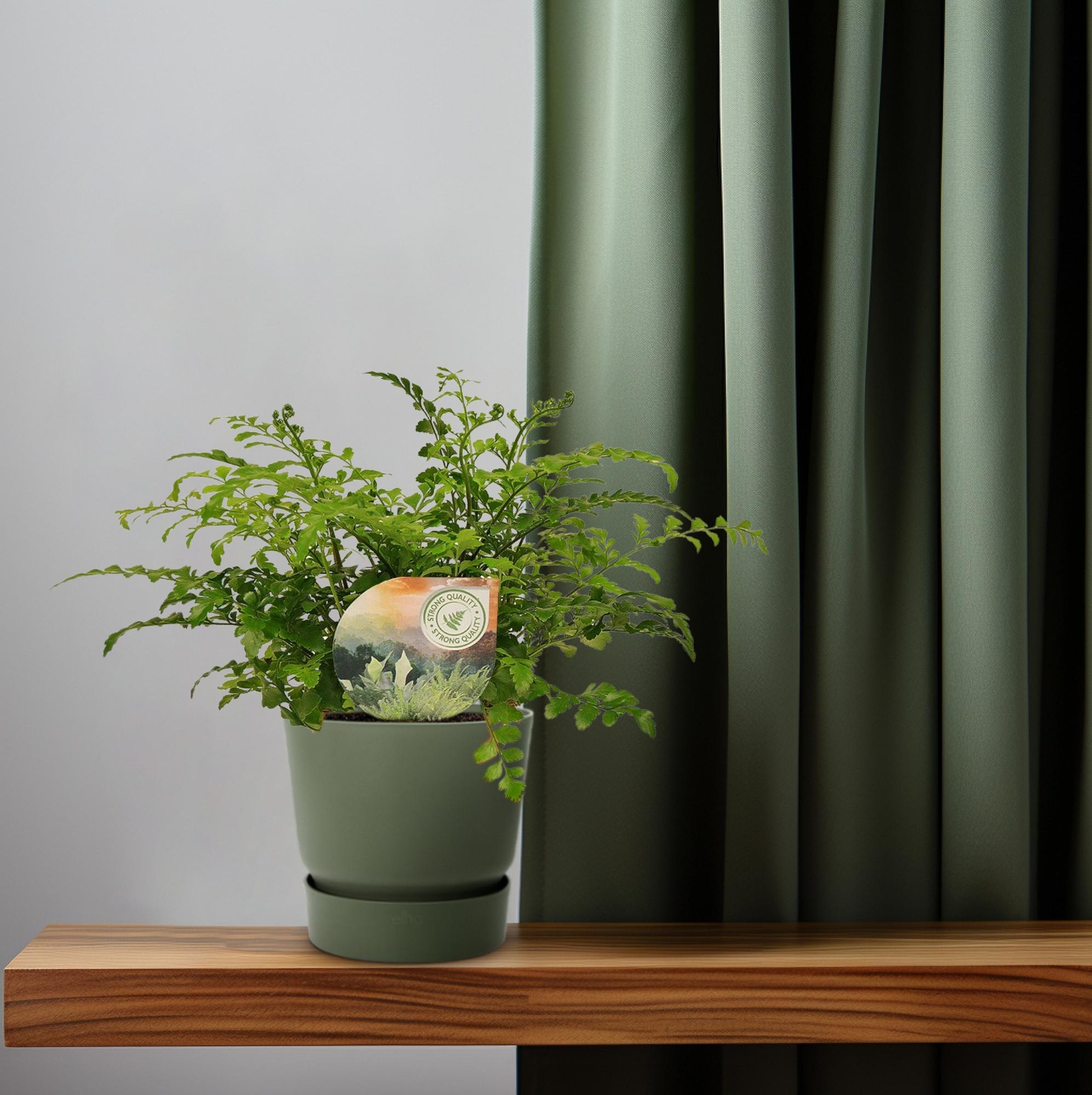 Asplenio Parvati - Ø12cm - ↕35cm