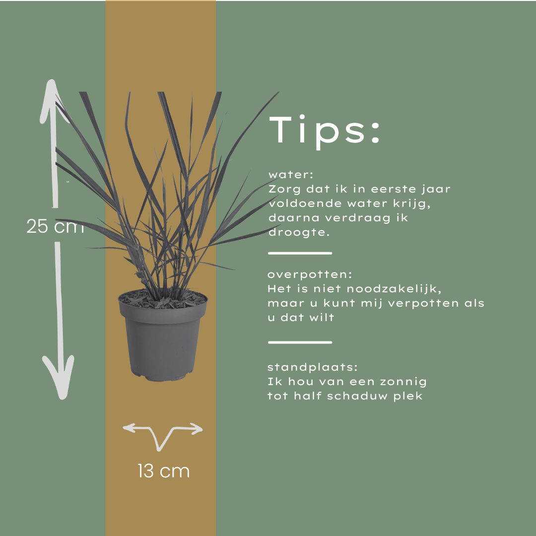 3x Panicum virgatum ‘Rotstrahlbusch’ – Siergras met warme herfstkleuren | Potmaat 12 cm