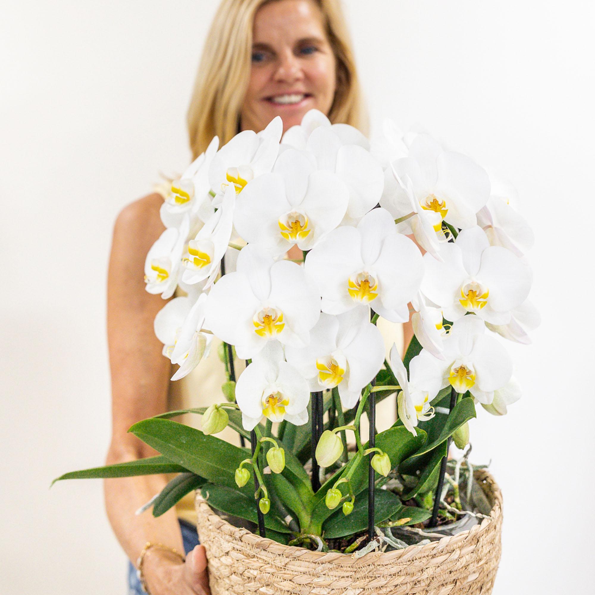 Kolibri Orchids | Orquídeas blancas en cesta de mimbre con depósito de agua | Tres orquídeas Niagara Falls blancas curvas de 12 cm | Ramo blanco individual con depósito de agua integrado