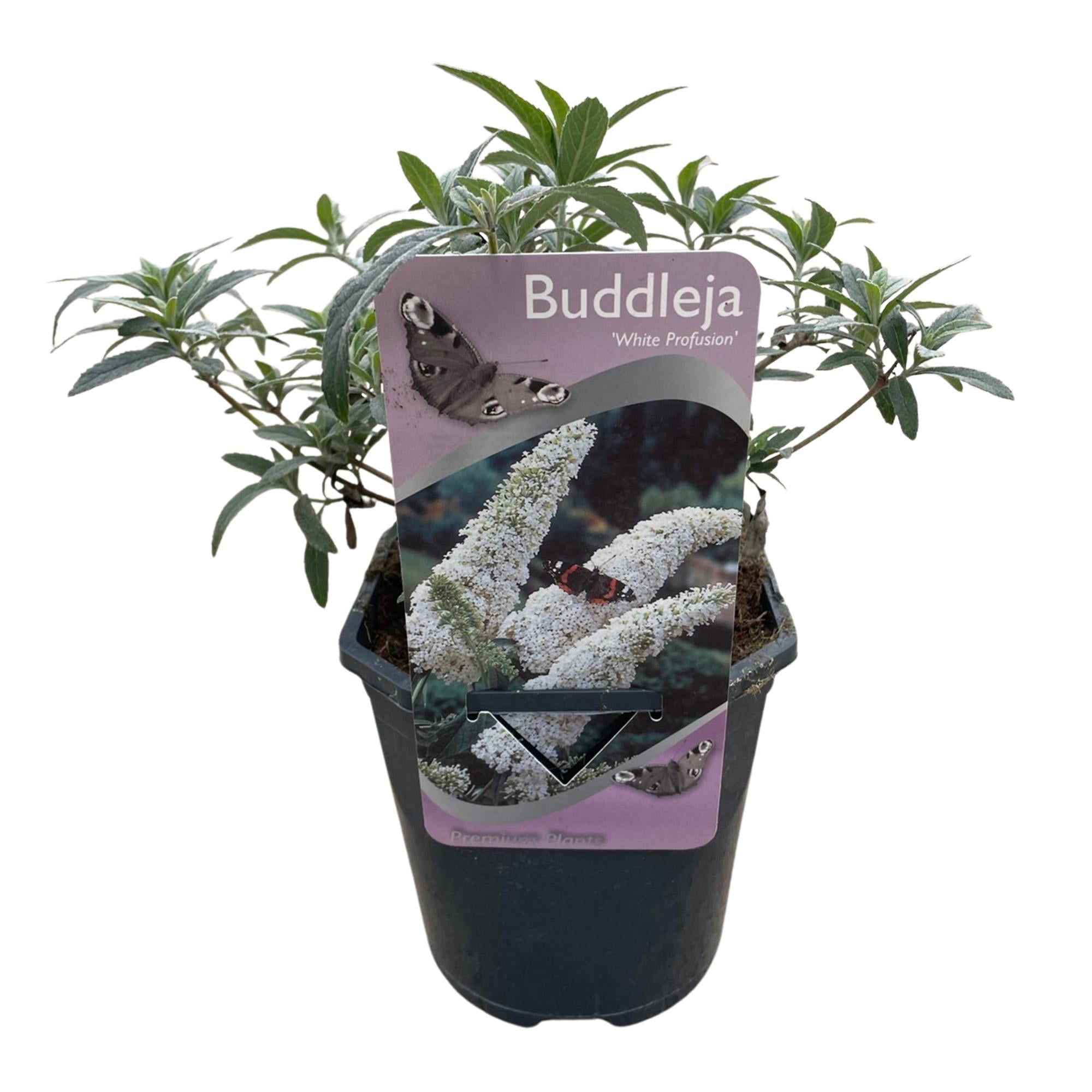Vlinderstruik - Buddleja davidii White Profusion - Bloem Wit - 1 Plant - Bladverliezend - Vlinderlokkend -  Pot 17cm Hoogte 25cm