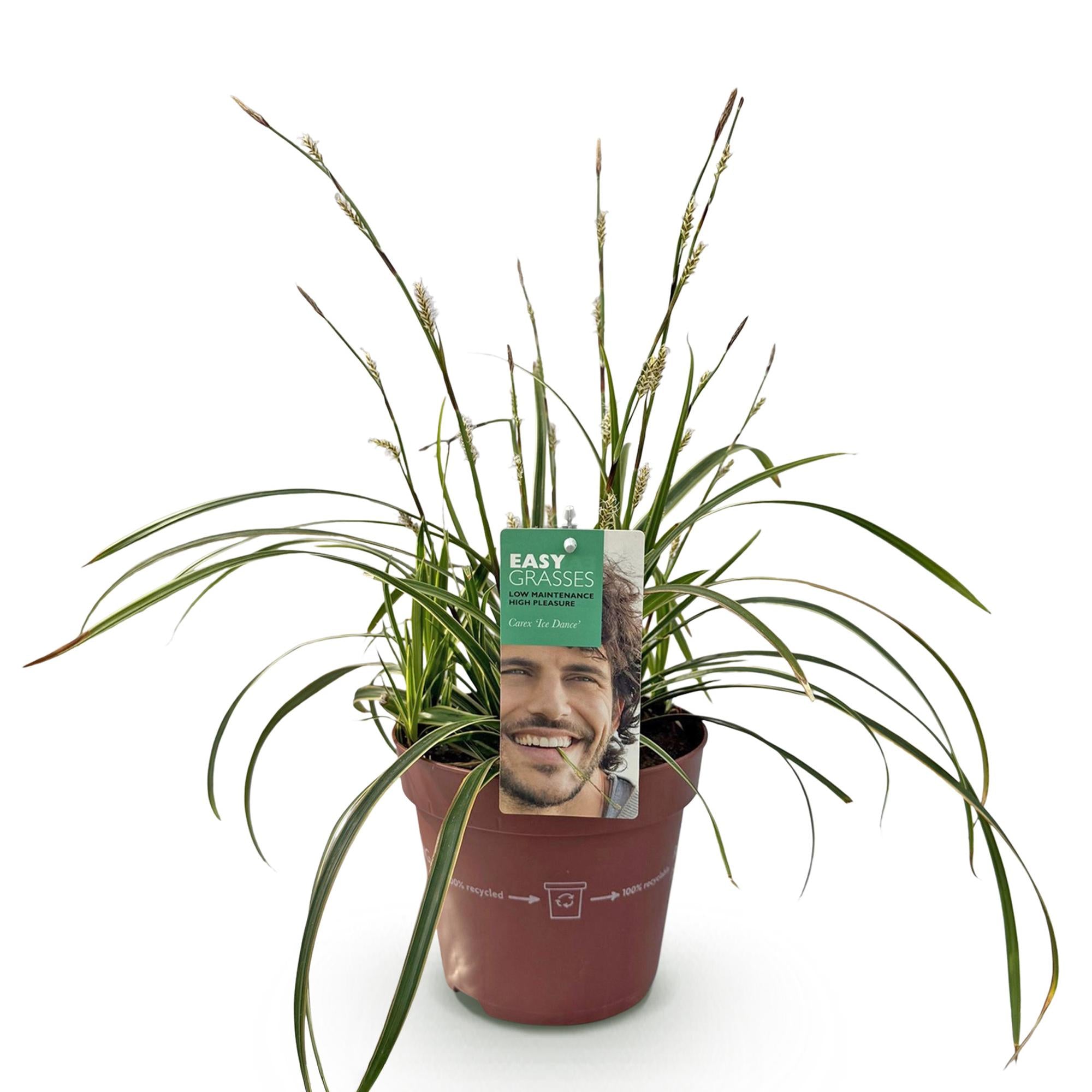Carex morrowii Ice Dance  - Wit & Groen - 1 Planten - Groenblijvend - Winterhard - Pot 17cm Hoogte 50cm