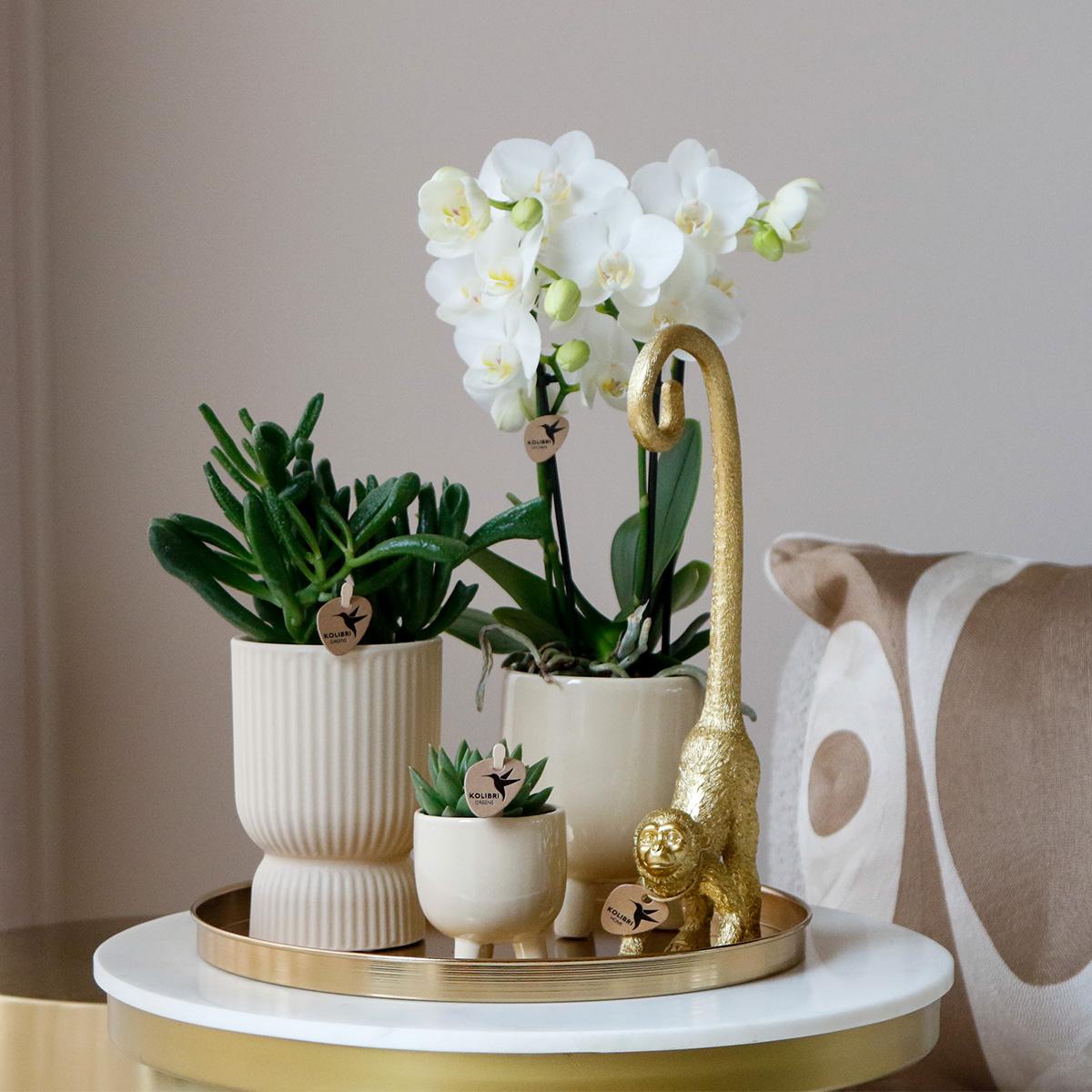 Kolibri Company | Coffret cadeau Luxe pour la maison | Ensemble de plantes comprenant une orchidée Phalaenopsis blanche et des succulentes, avec pots décoratifs en céramique