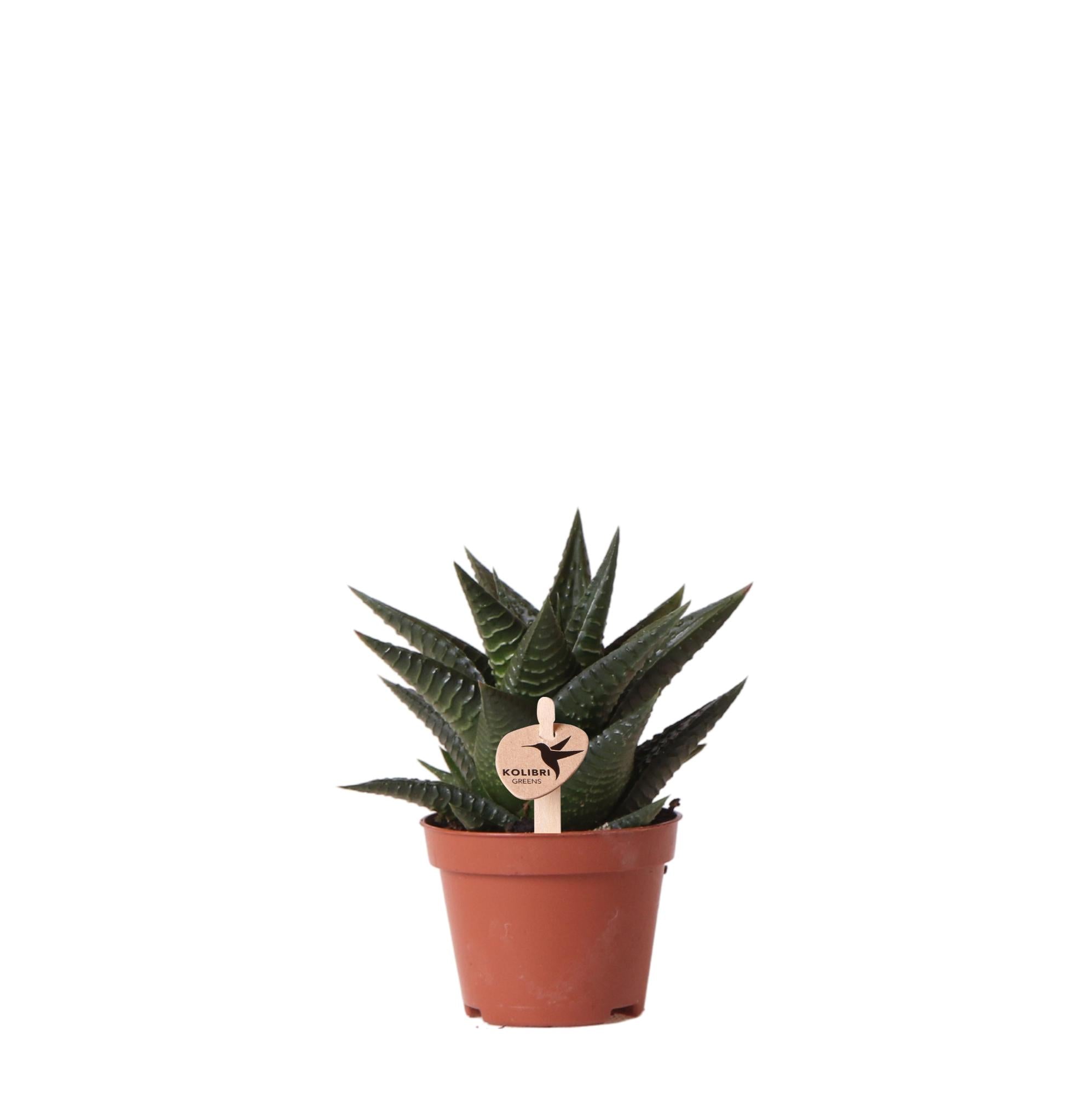 Kolibri Greens | Grüne Pflanze – Sukkulente Haworthia limifolia, Topfgröße Ø 6 cm | Grüne Zimmerpflanze – frisch vom Züchter